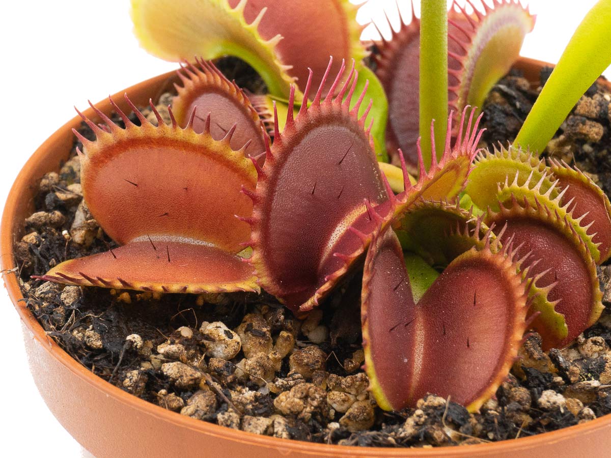 Dionaea muscipula - GJ Titan