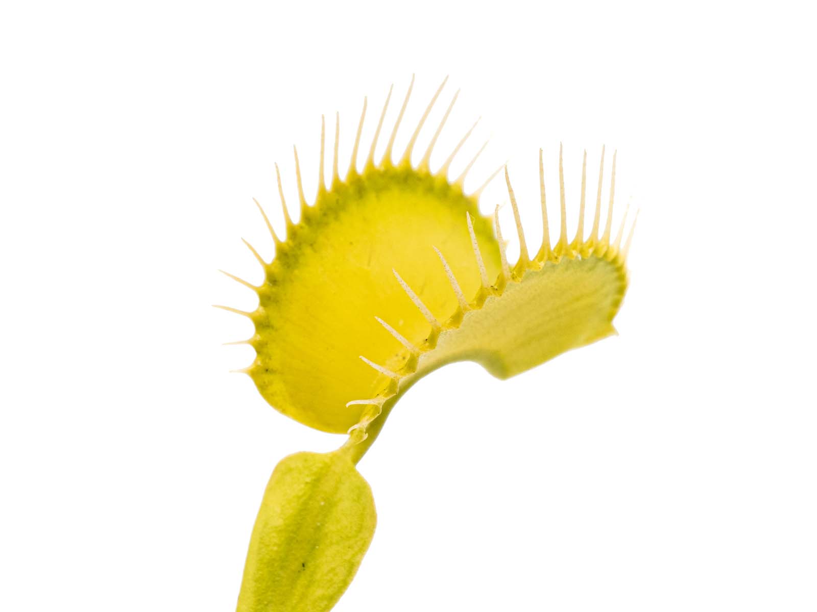 Dionaea muscipula - Viridis