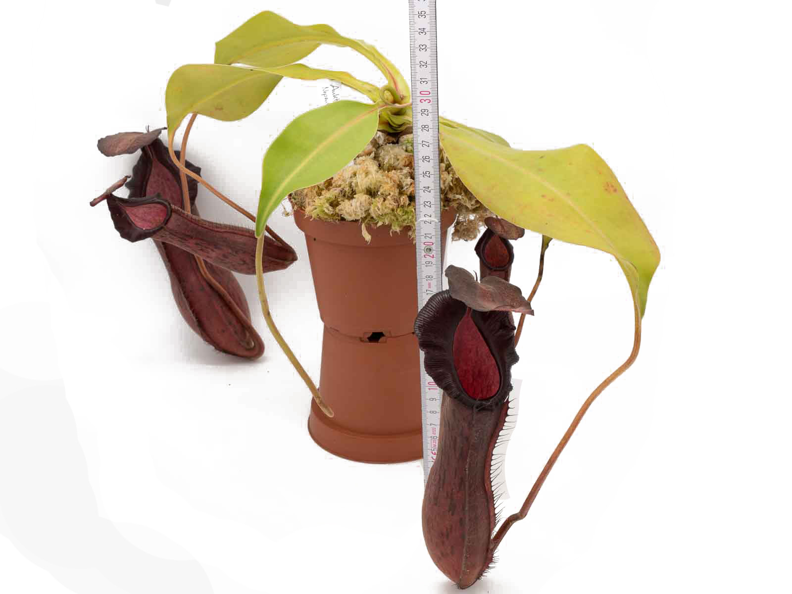 Auktion 025 - Nepenthes boschiana x adrianii