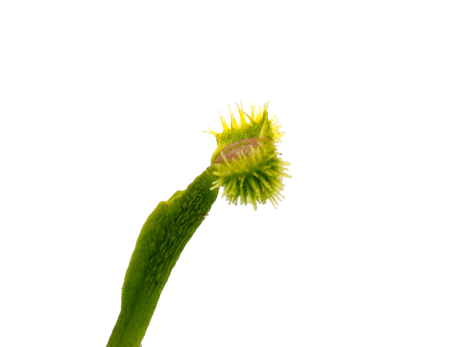 Dionaea muscipula - GJ Koralle