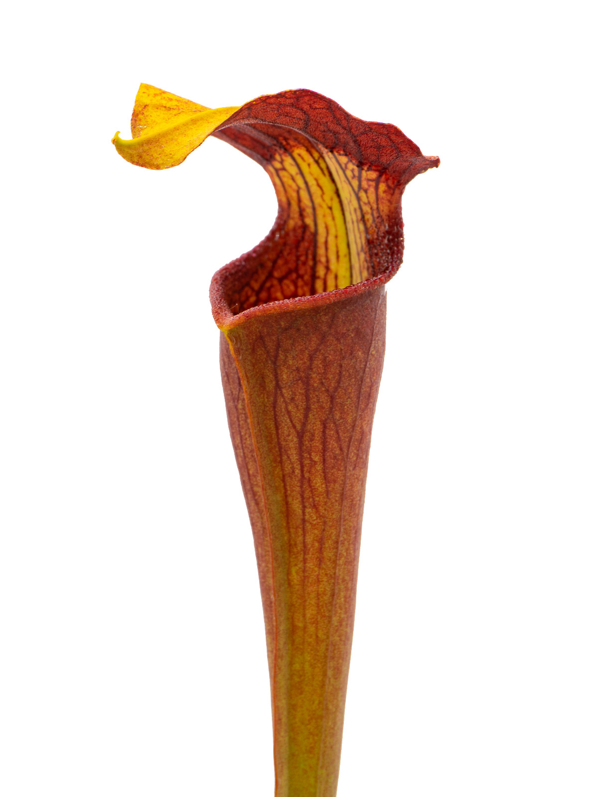 Sarracenia alata var. rubrioperculata - MK A48, Giant, Alastair Culham, Reading University
