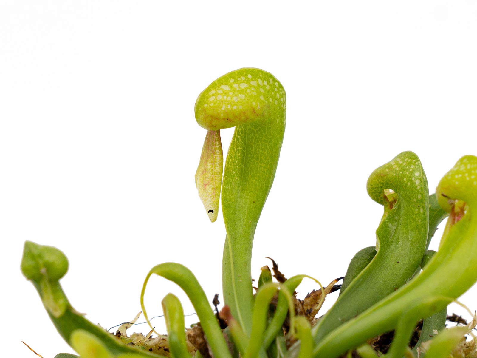 Darlingtonia californica - Jungpflanze
