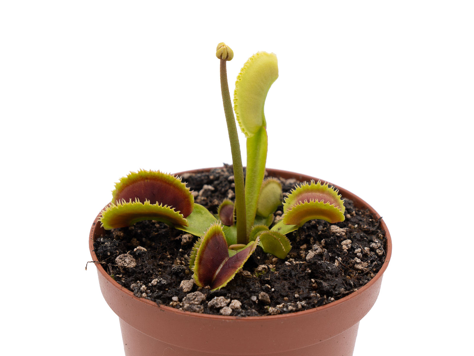 Dionaea muscipula - Dentata