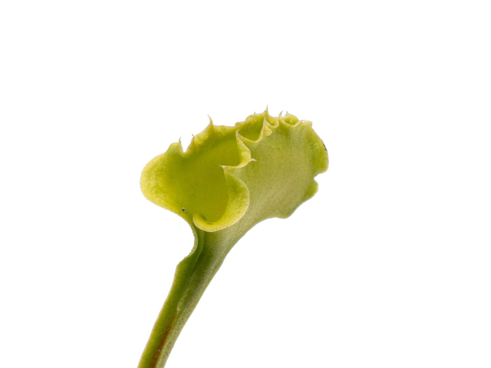 Dionaea muscipula - GJ Butterfly