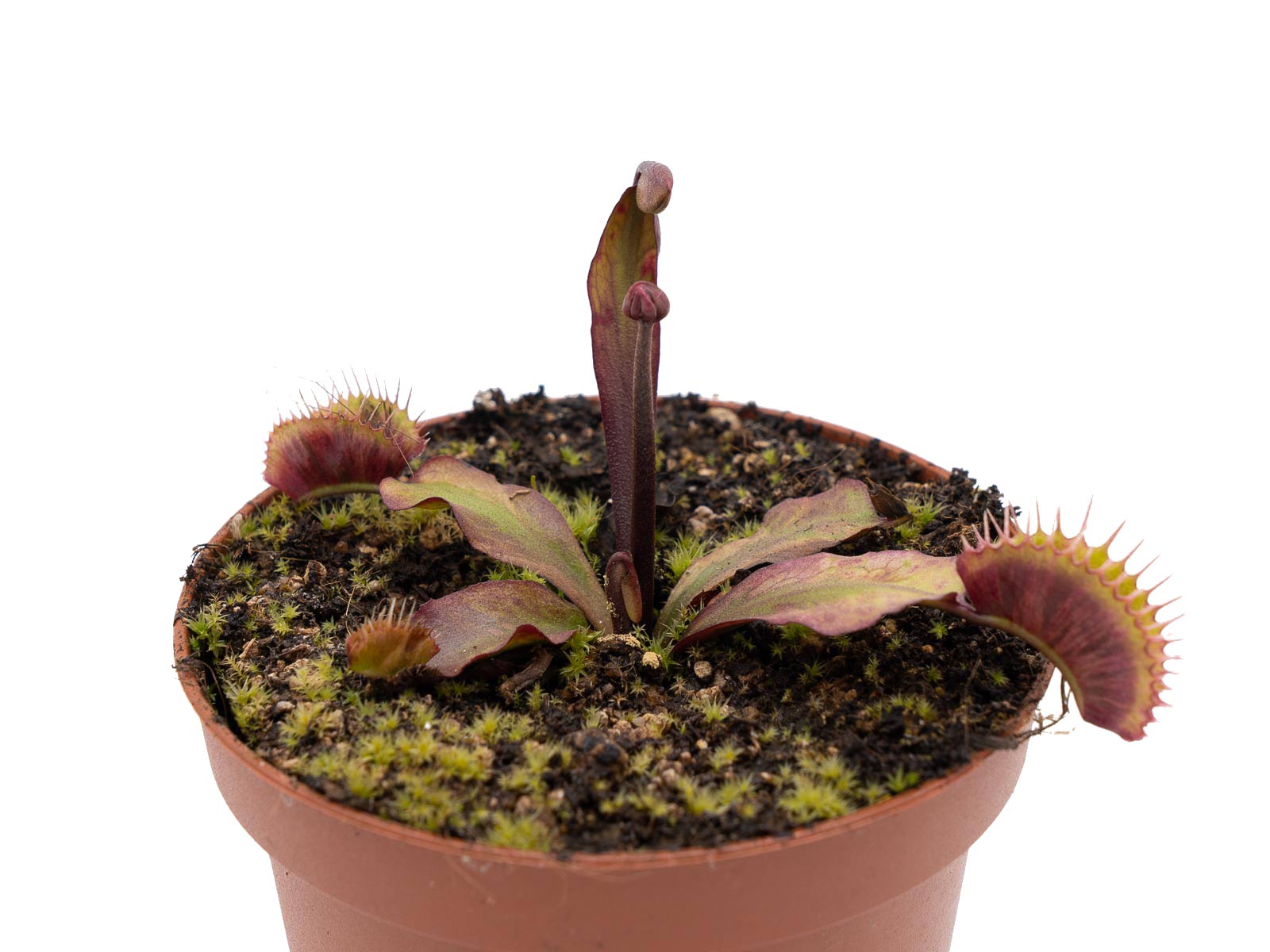 Dionaea muscipula - Krampfader