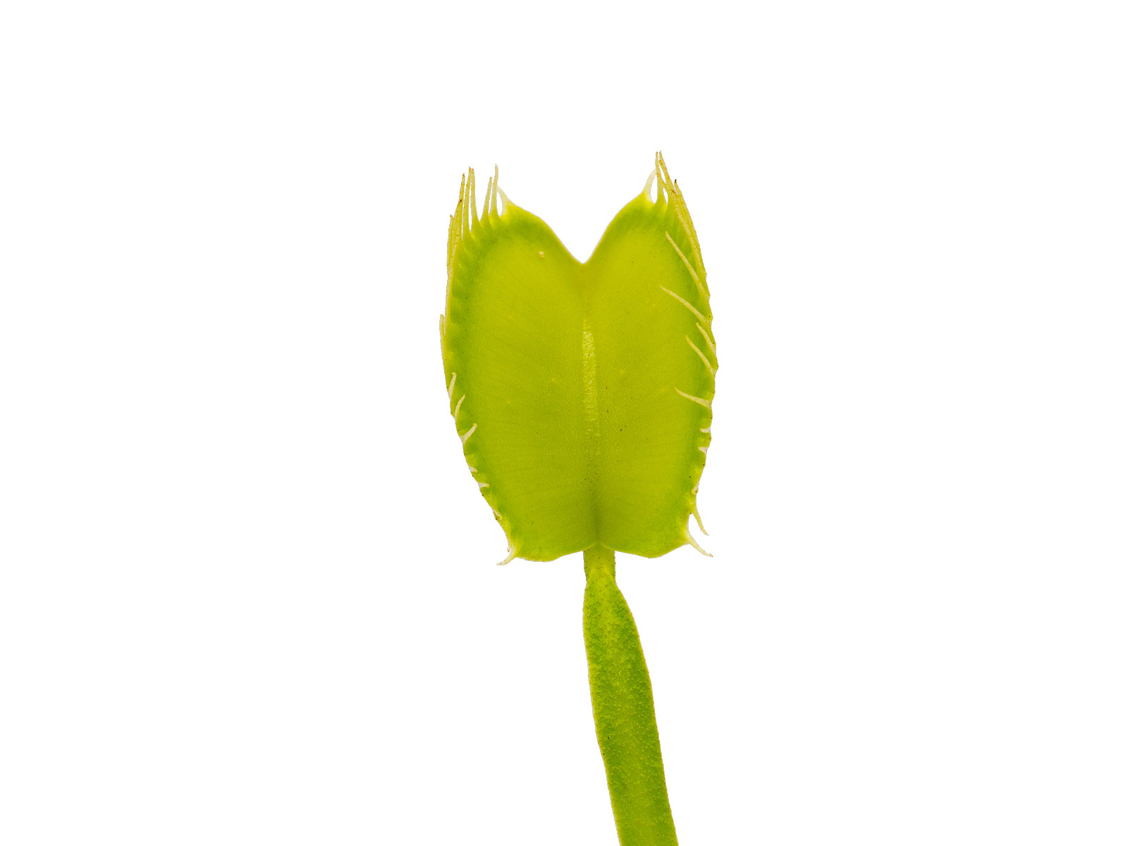 Dionaea muscipula - Olivgrün