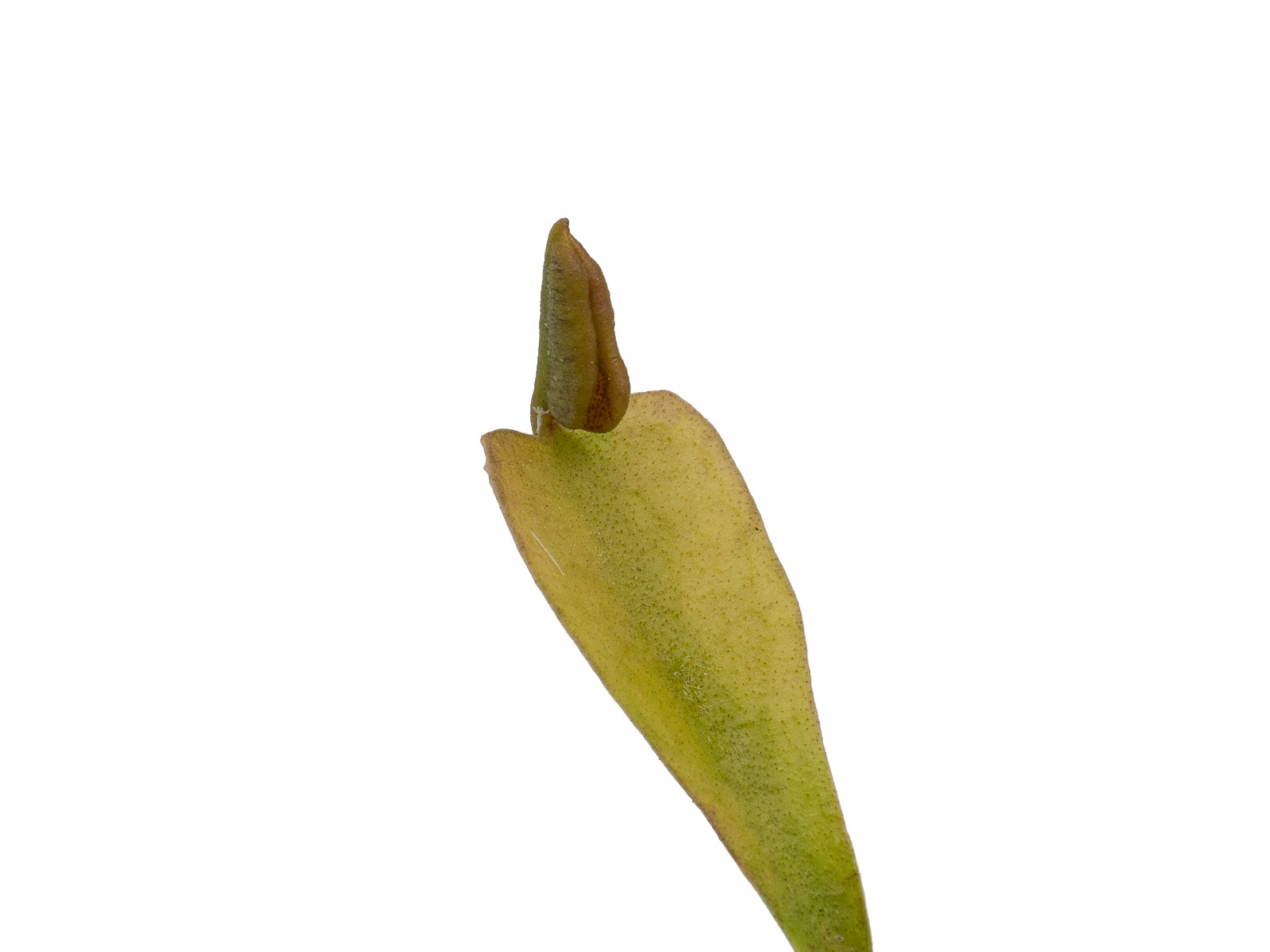 Dionaea muscipula - GJ Diri-Piri