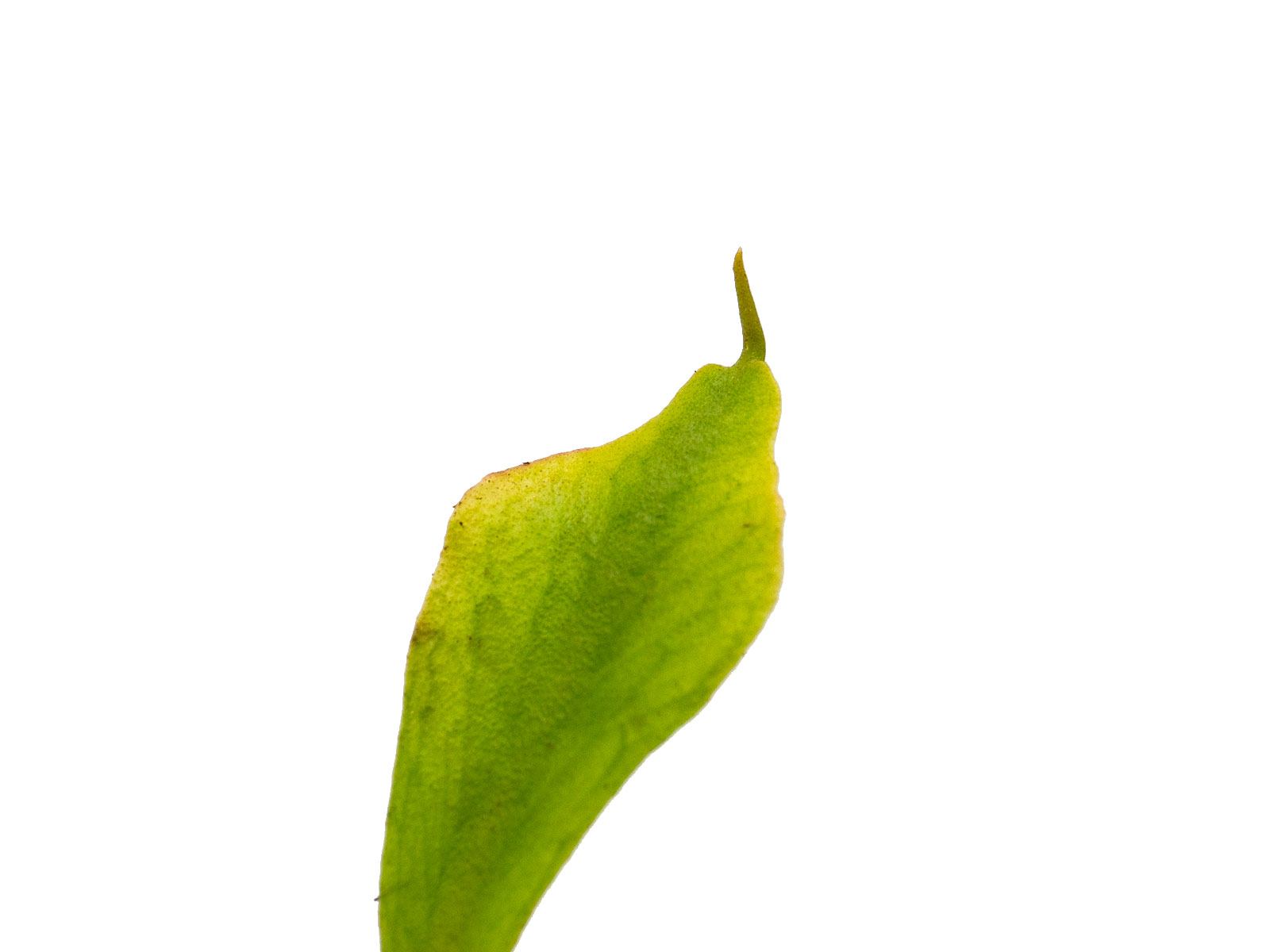 Dionaea muscipula - GJ Kolibri