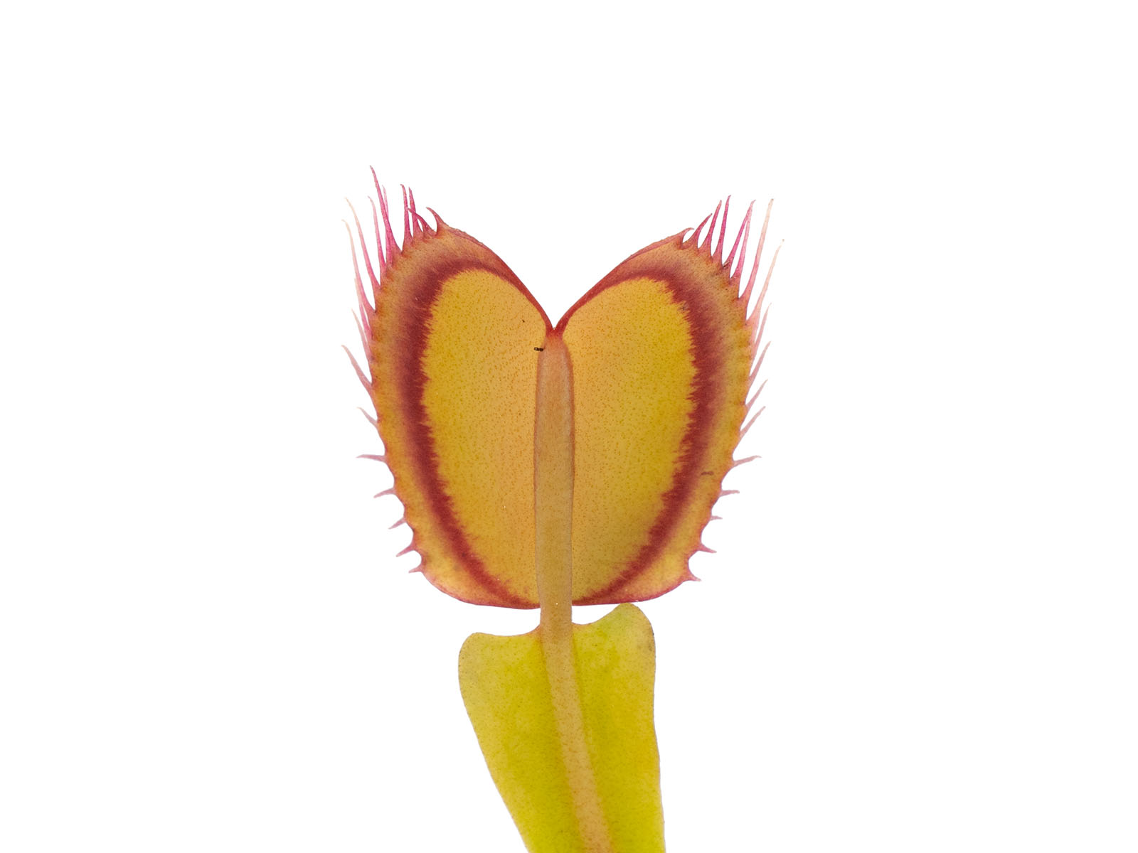 Dionaea muscipula - Mirror