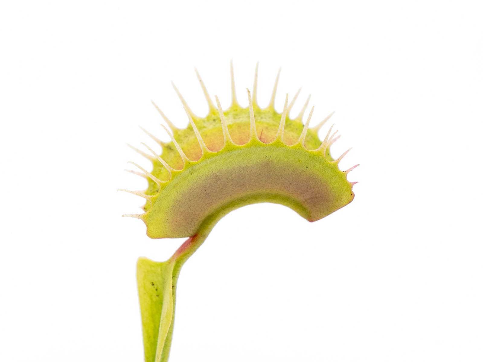 Dionaea muscipula - South West Giant