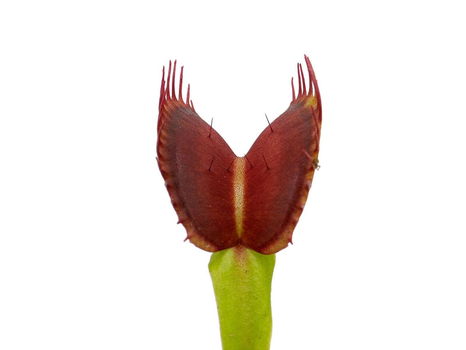 Dionaea muscipula - GJ Explosion