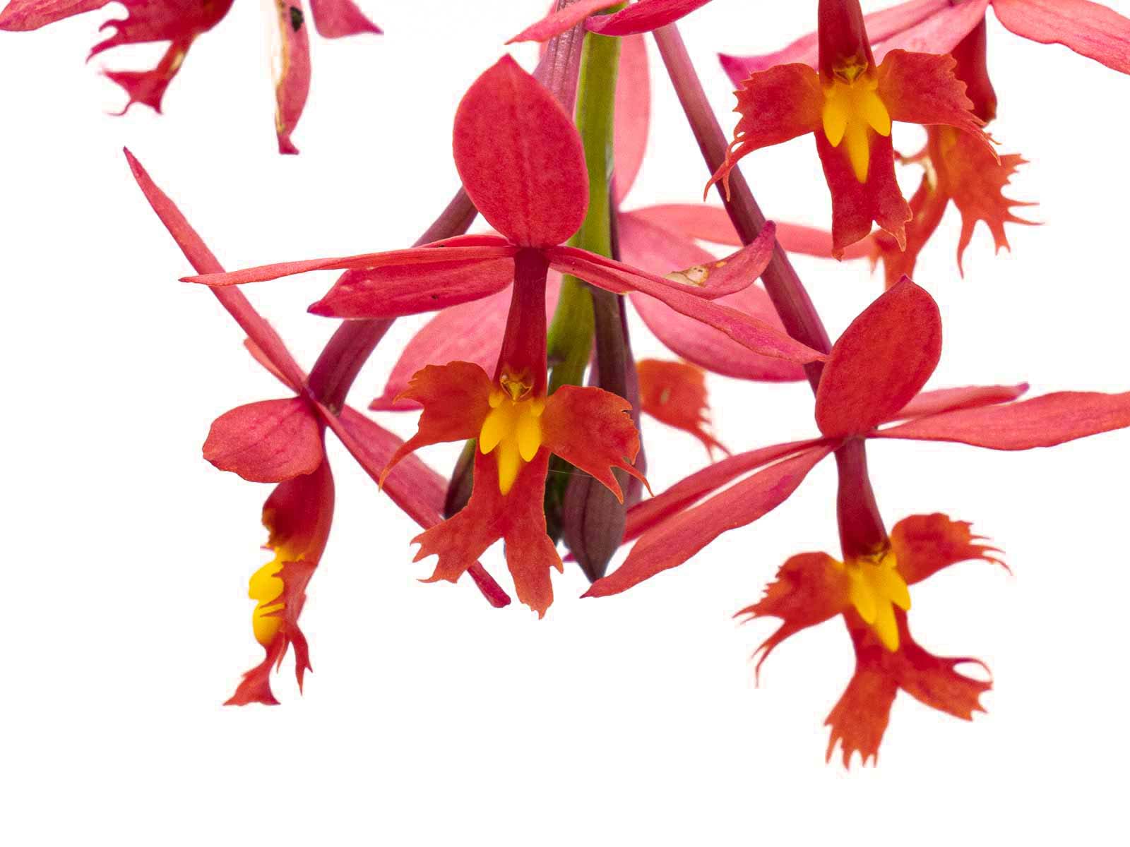 Epidendrum atropurpureum - Wilhelma