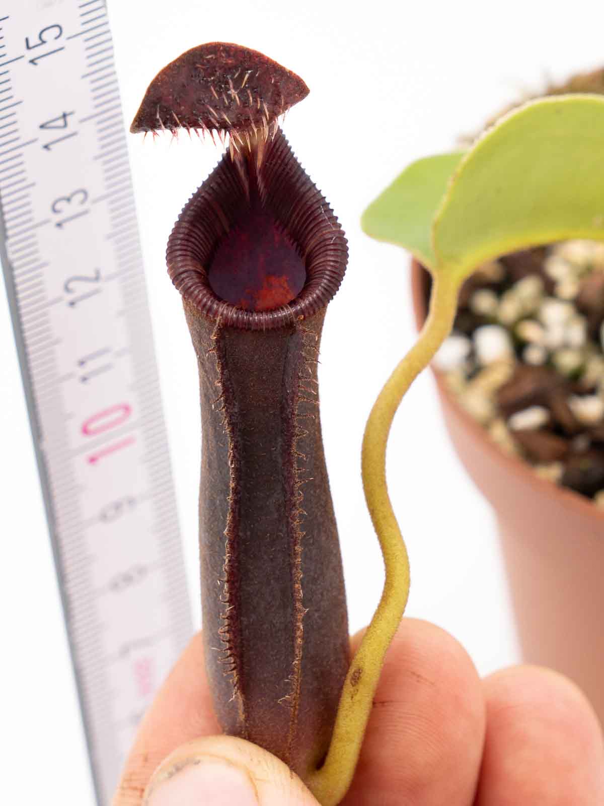 Auktion 038 - Nepenthes lowii 'Trusmadi'