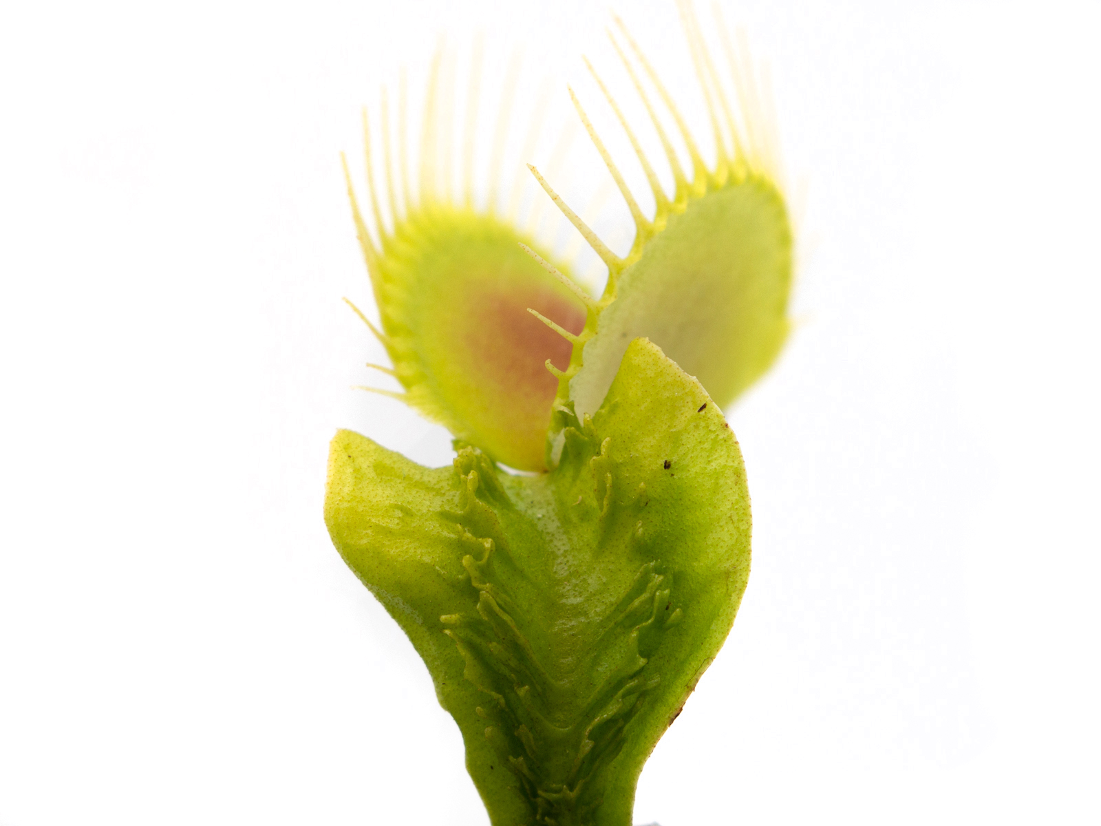 Dionaea muscipula - Trichterfalle