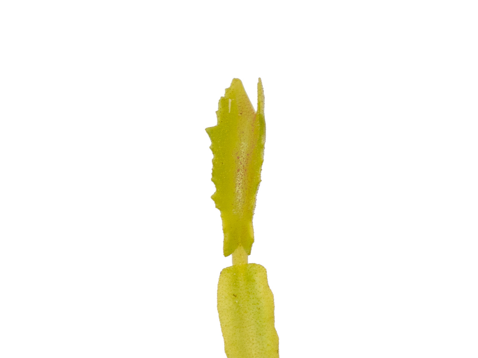 Dionaea muscipula - Mars