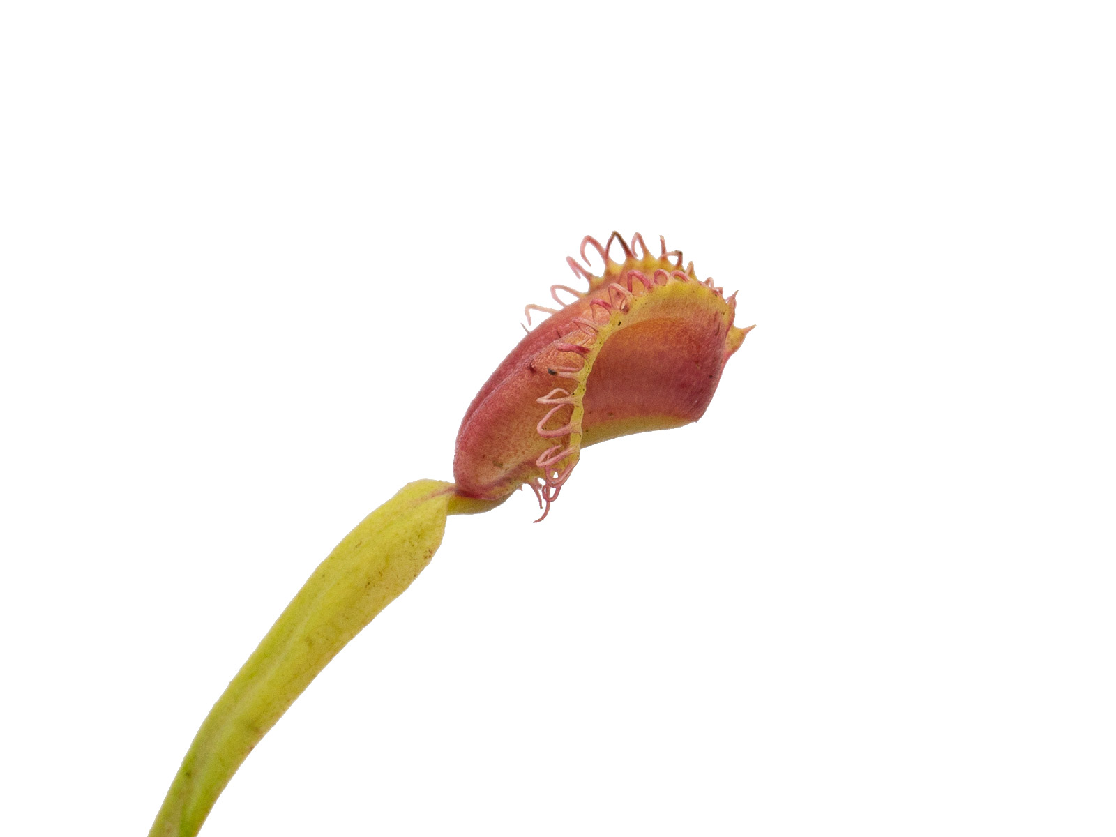 Dionaea muscipula - GJ Umgekrempelt