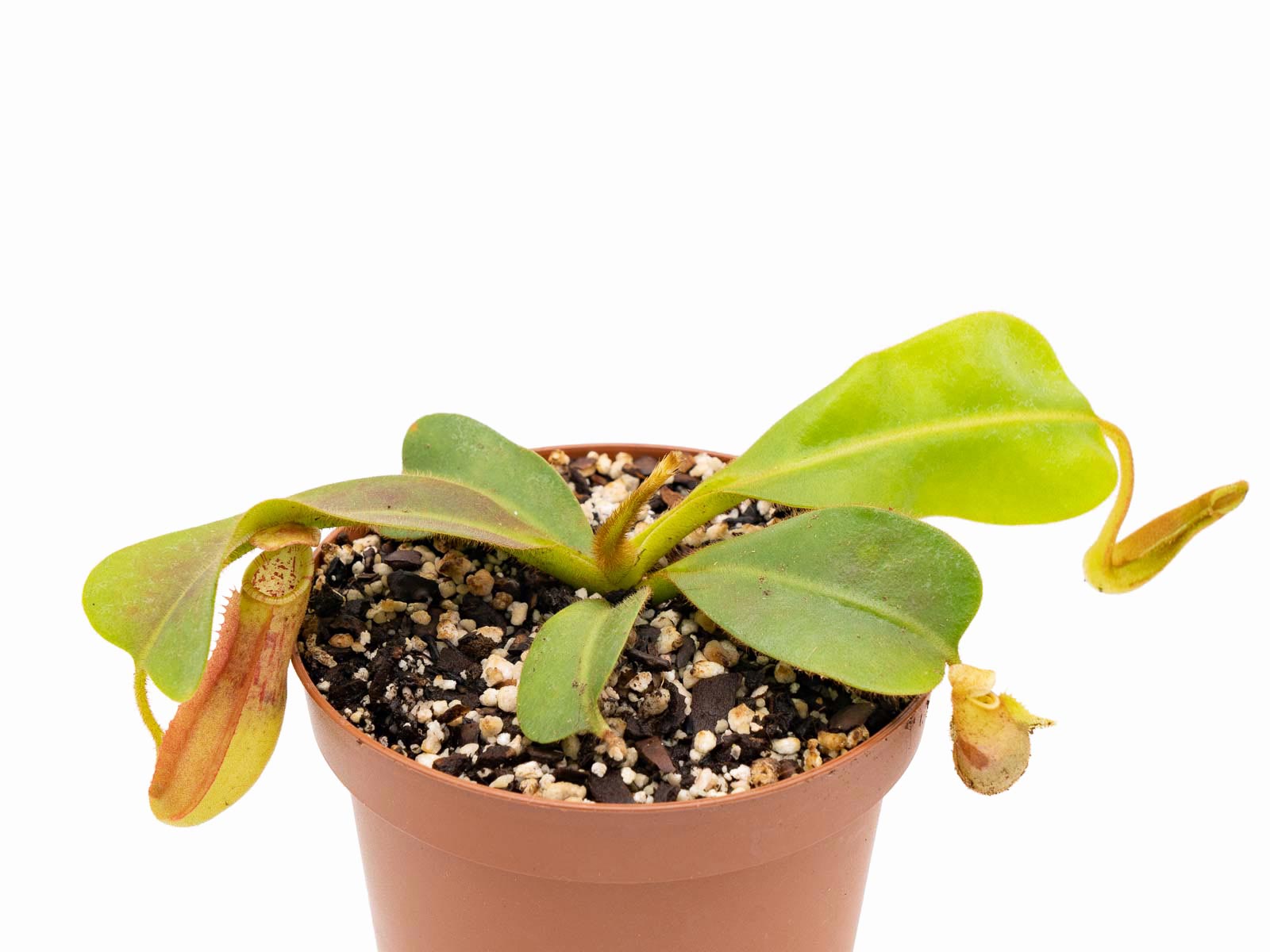 Nepenthes (mollis x veitchii) x veitchii