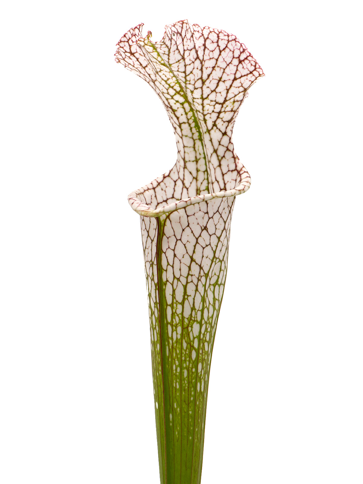 Sarracenia leucophylla - very tall grower, EEE 2011