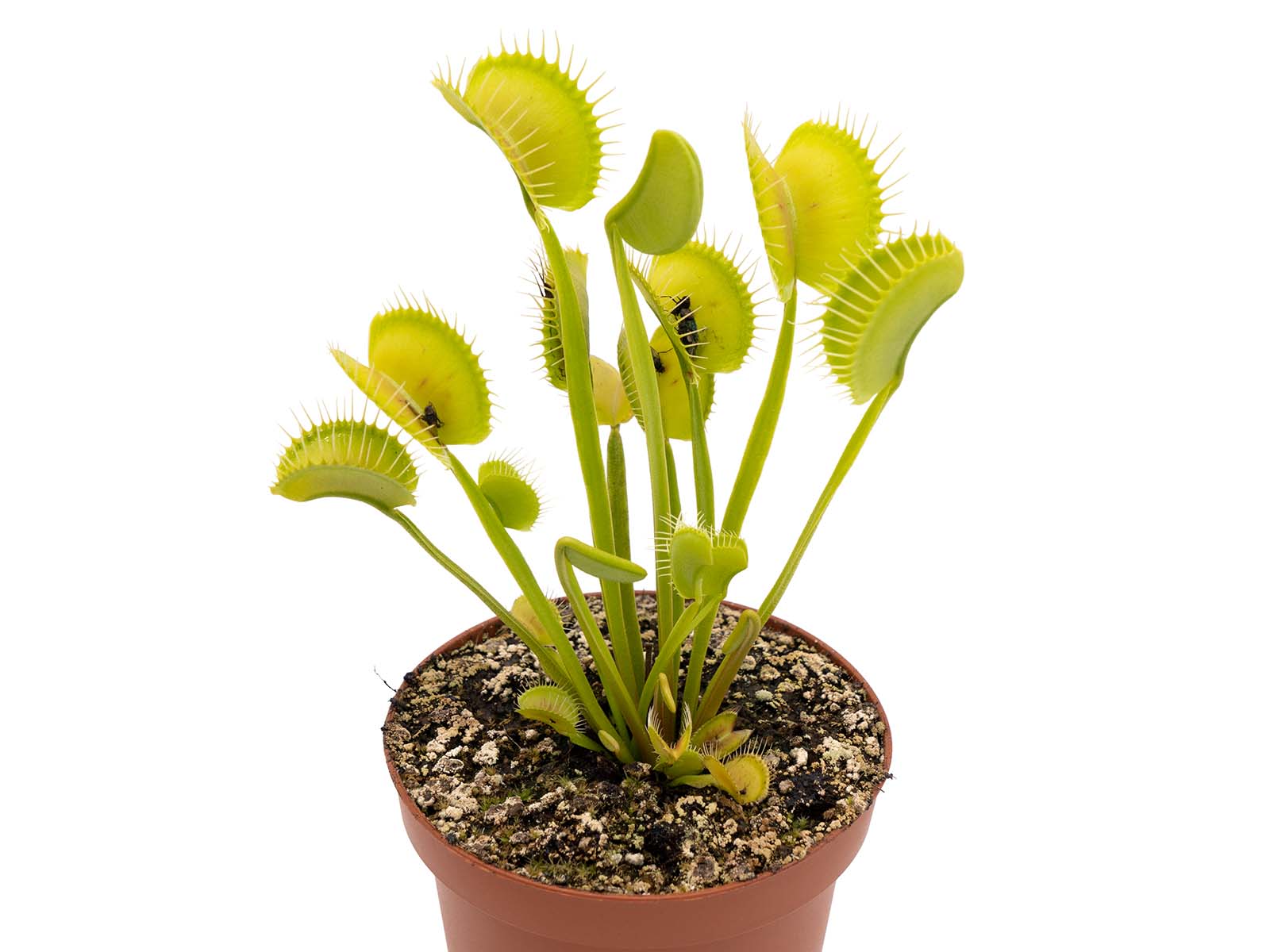 Dionaea muscipula - Giant Trap, Erect Form