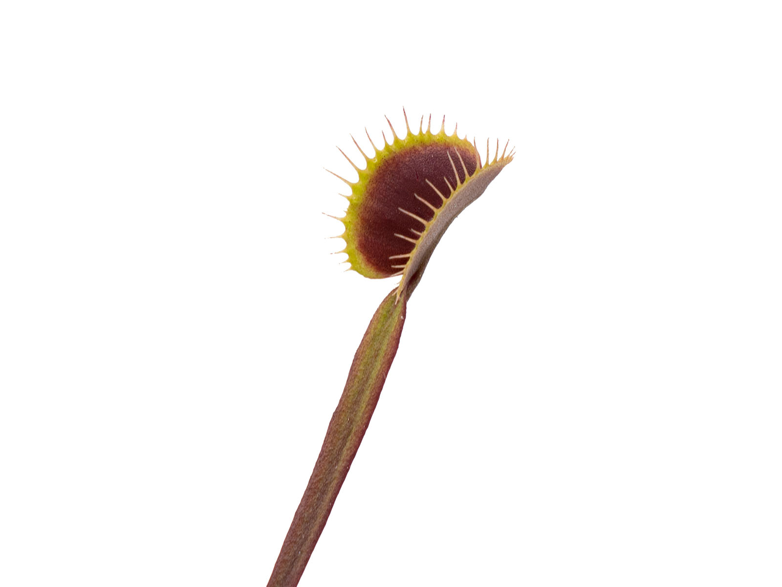 Dionaea muscipula - Petite Dragon