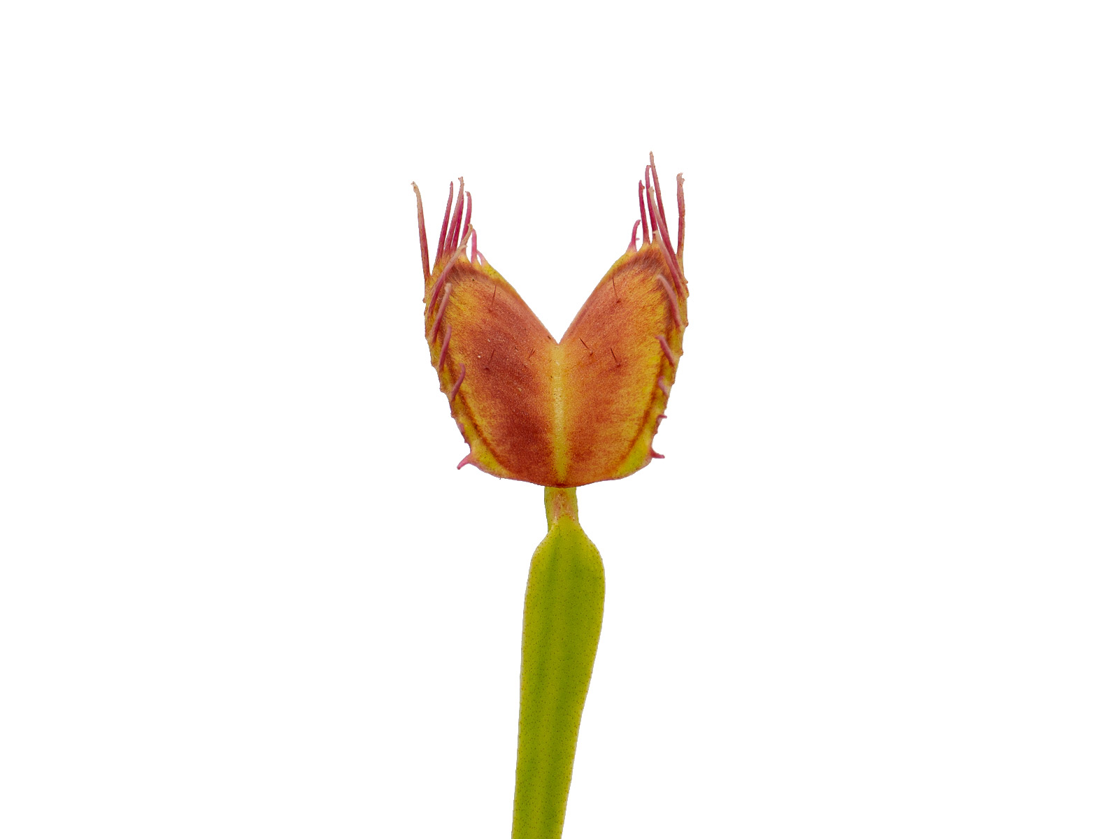 Dionaea muscipula - GJ Alaska
