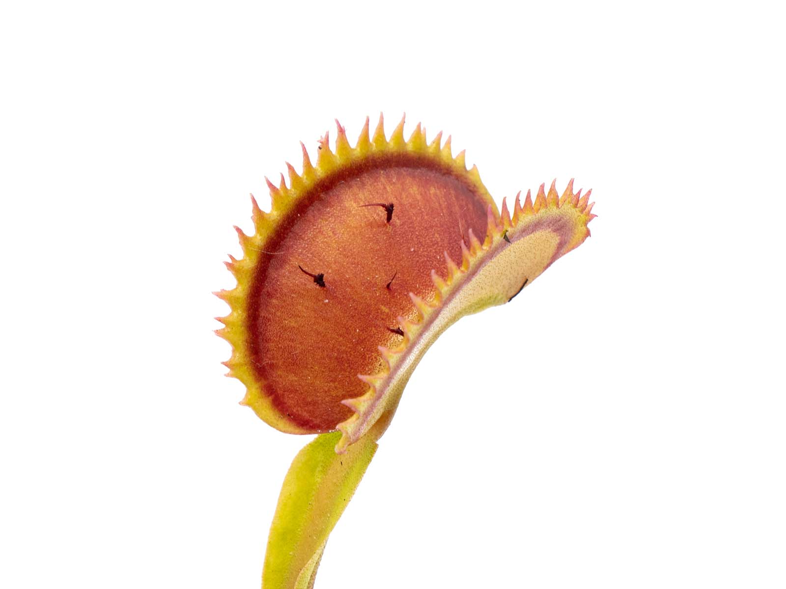 Dionaea muscipula - UK II