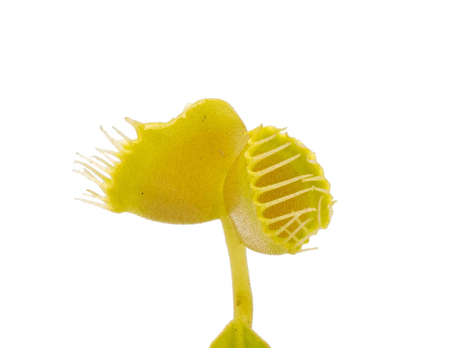 Dionaea muscipula - Double Trouble