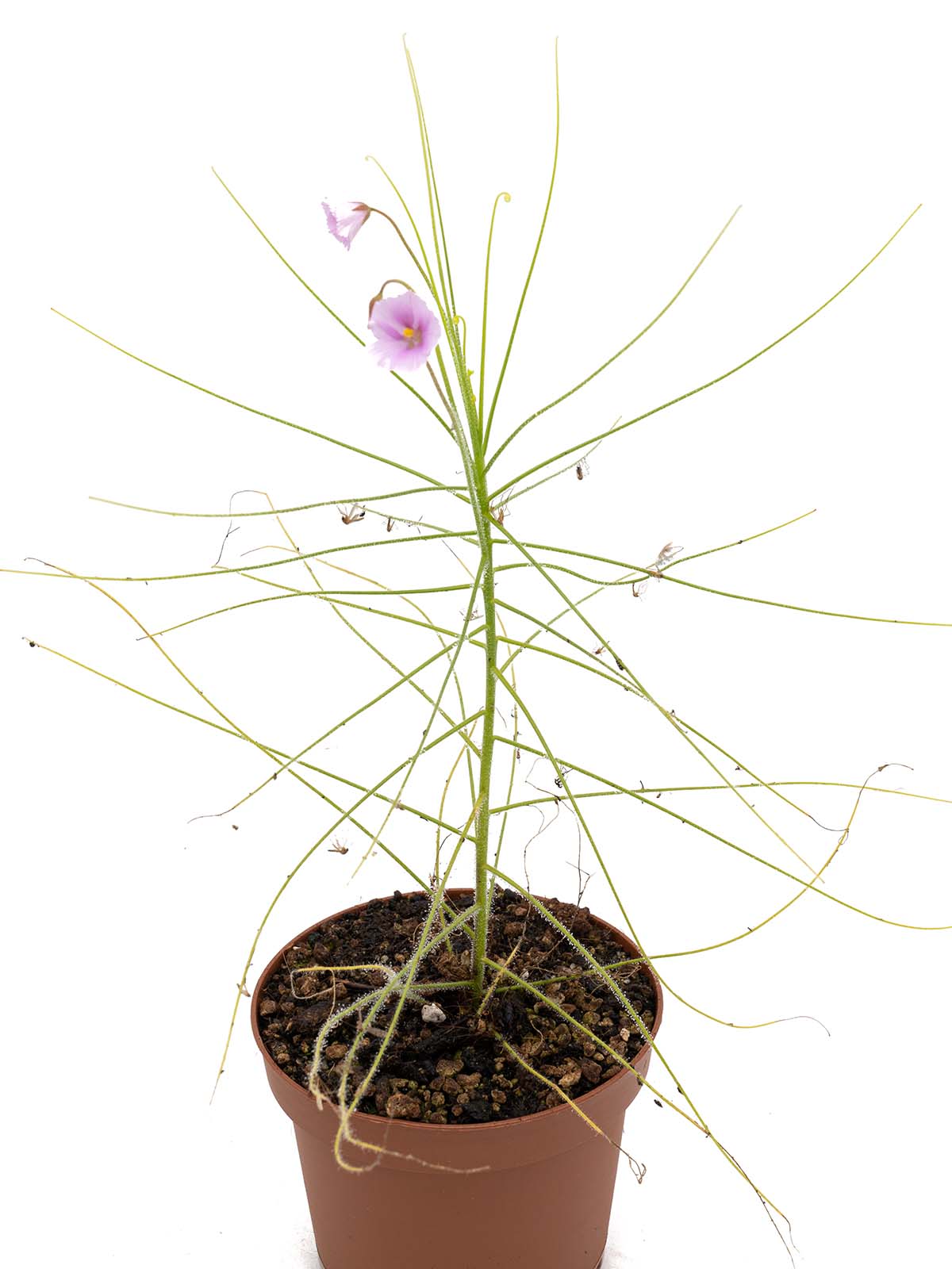 Byblis filifolia - Giant form, Pago Region, Australia