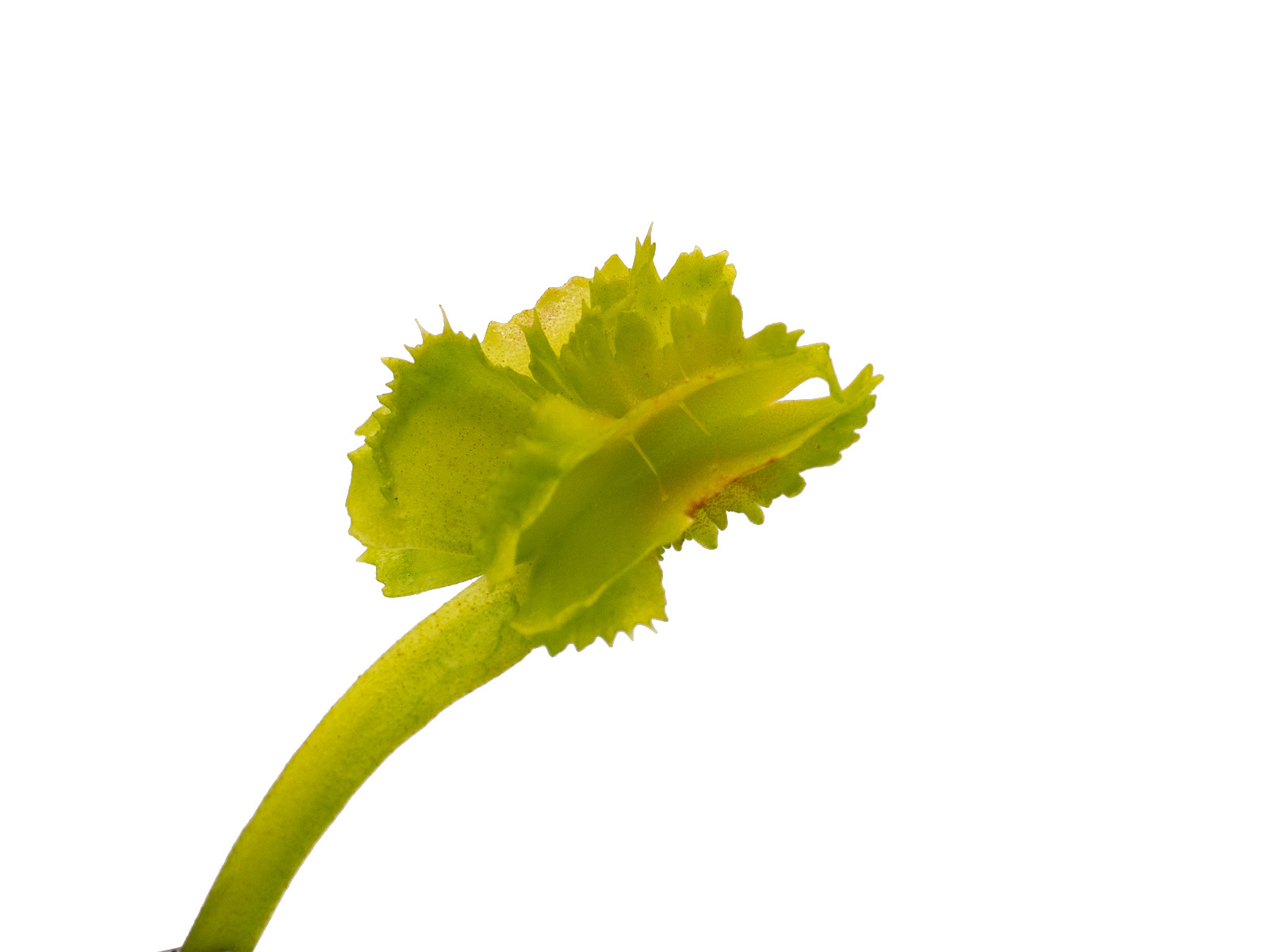 Dionaea muscipula - Biohazard 2