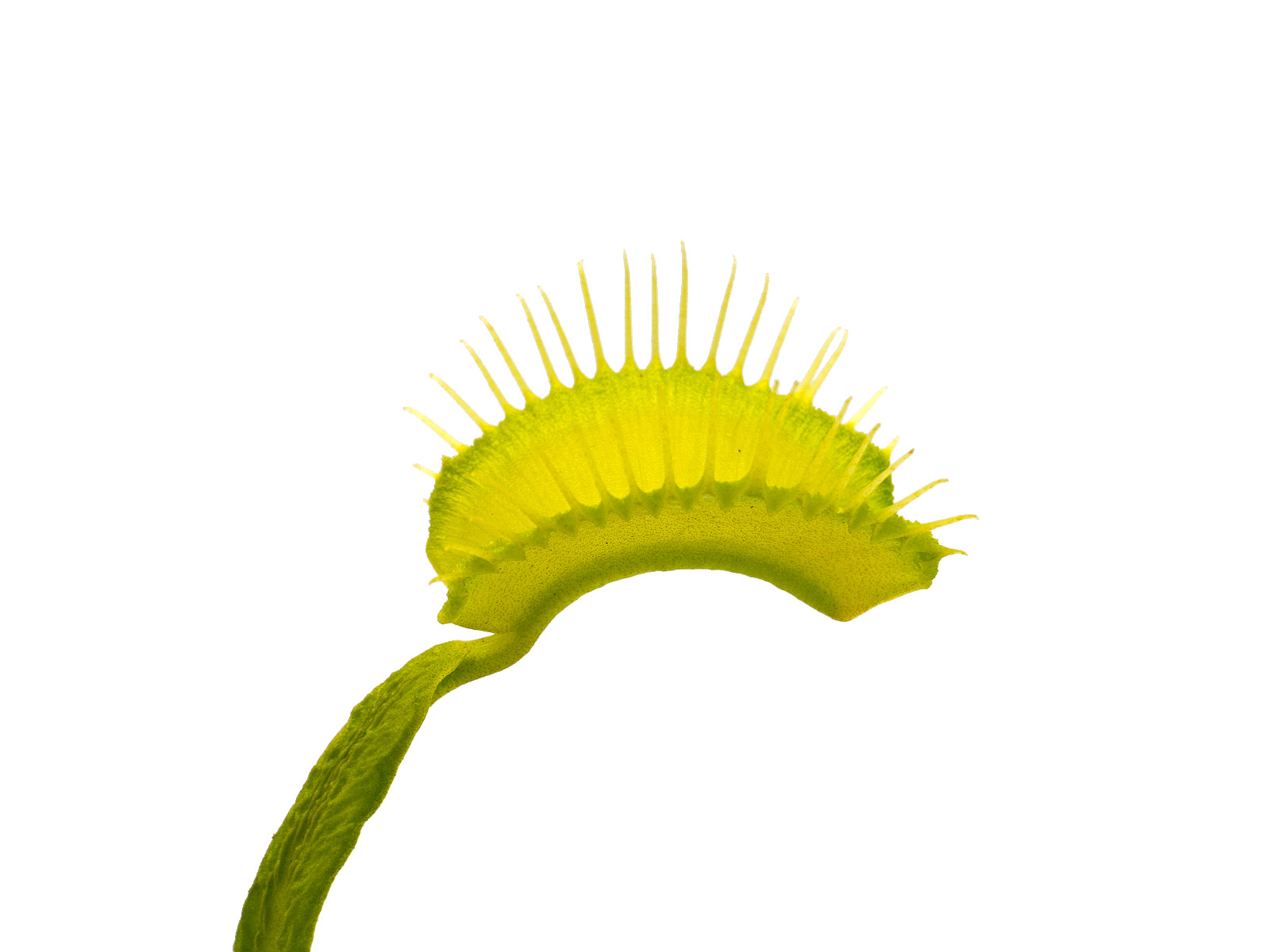 Dionaea muscipula - GJ Green Schuppenstiel