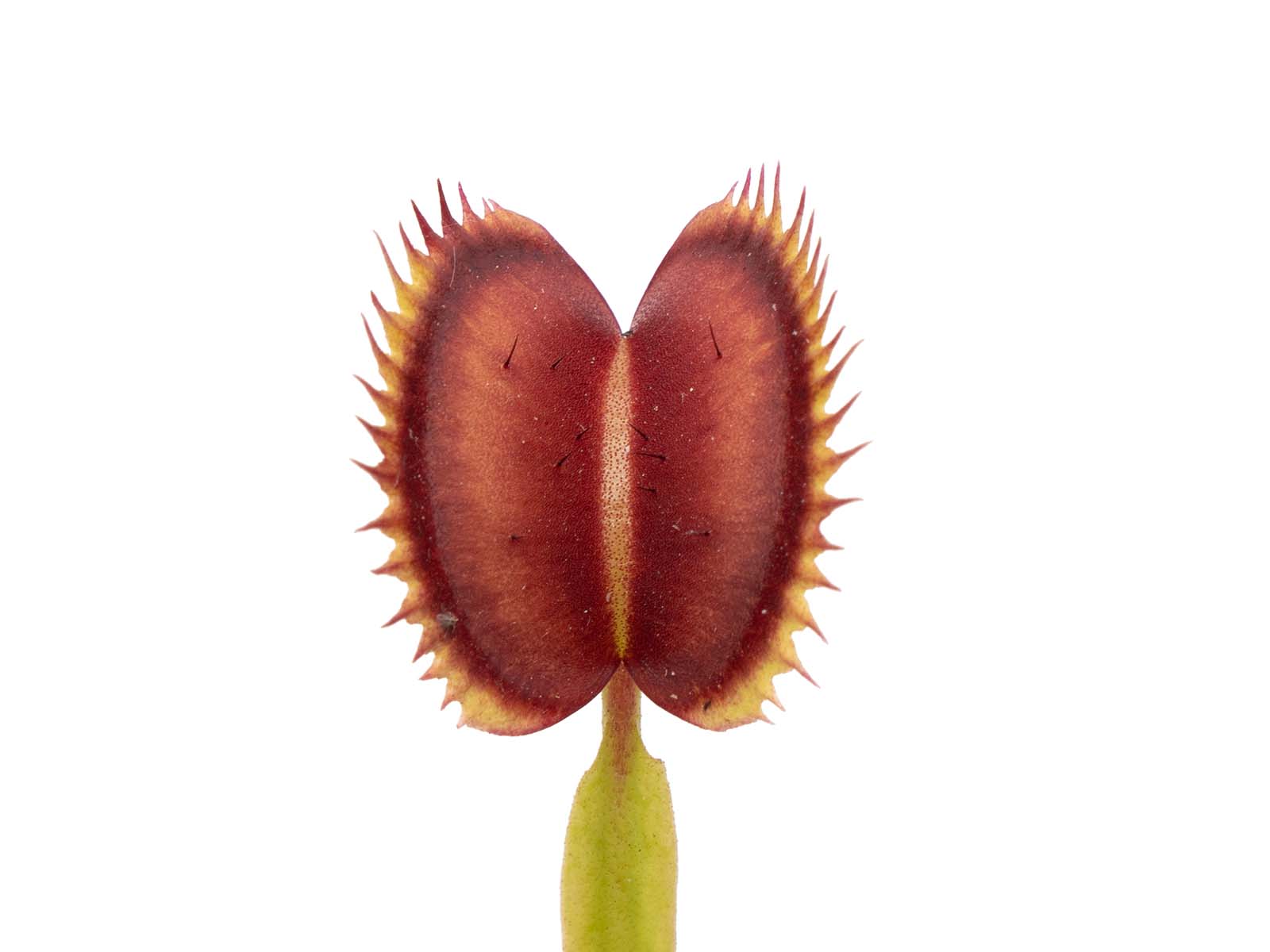 Dionaea muscipula - Spotty