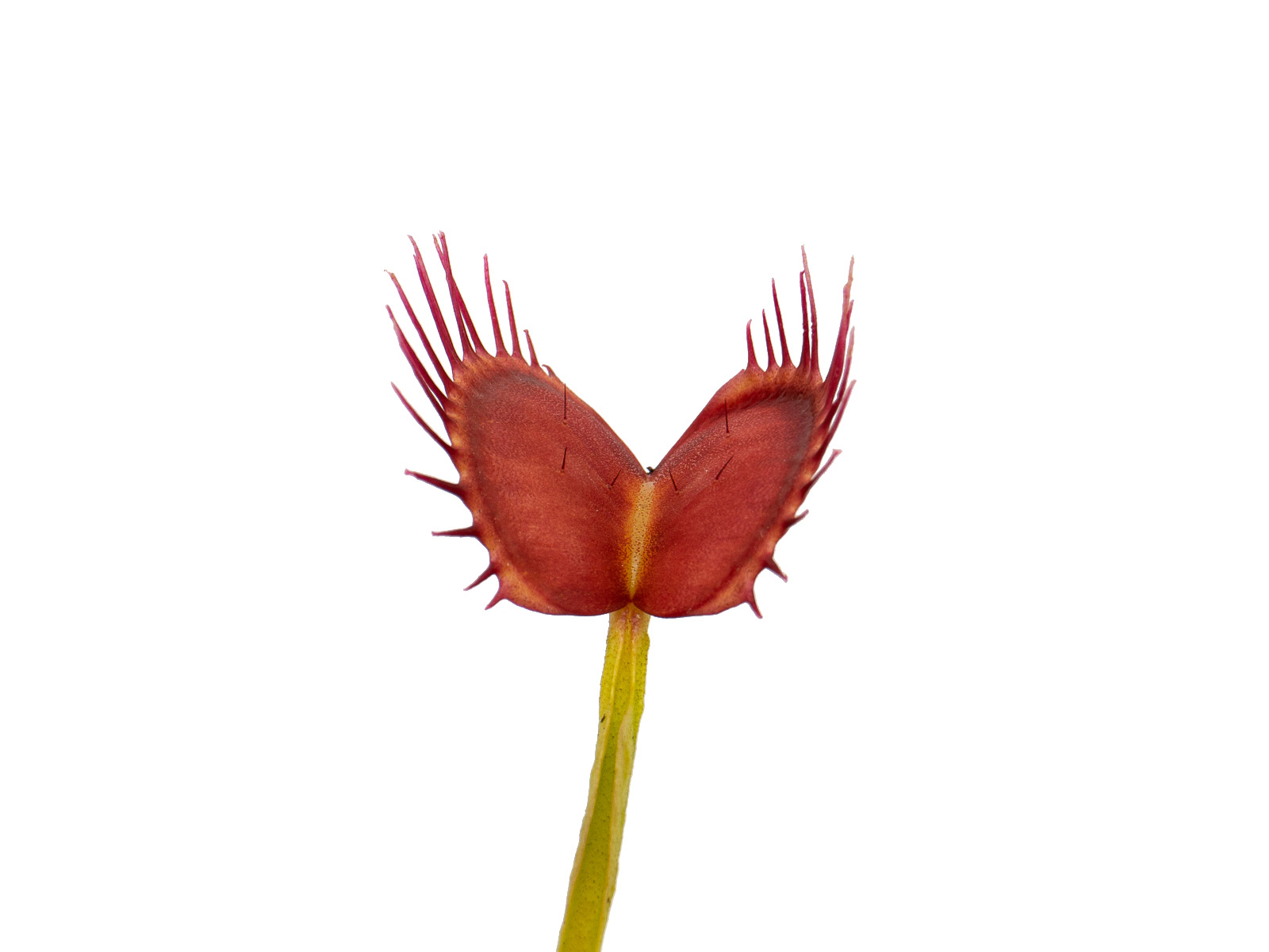 Dionaea muscipula - Degeneration