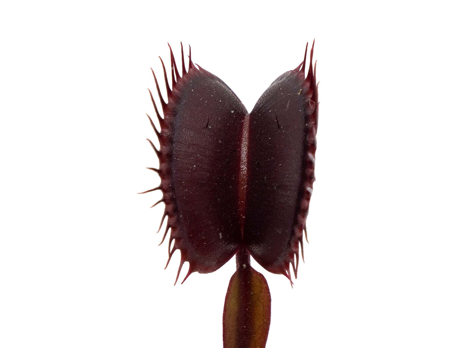 Dionaea muscipula - FTS Maroon Monster