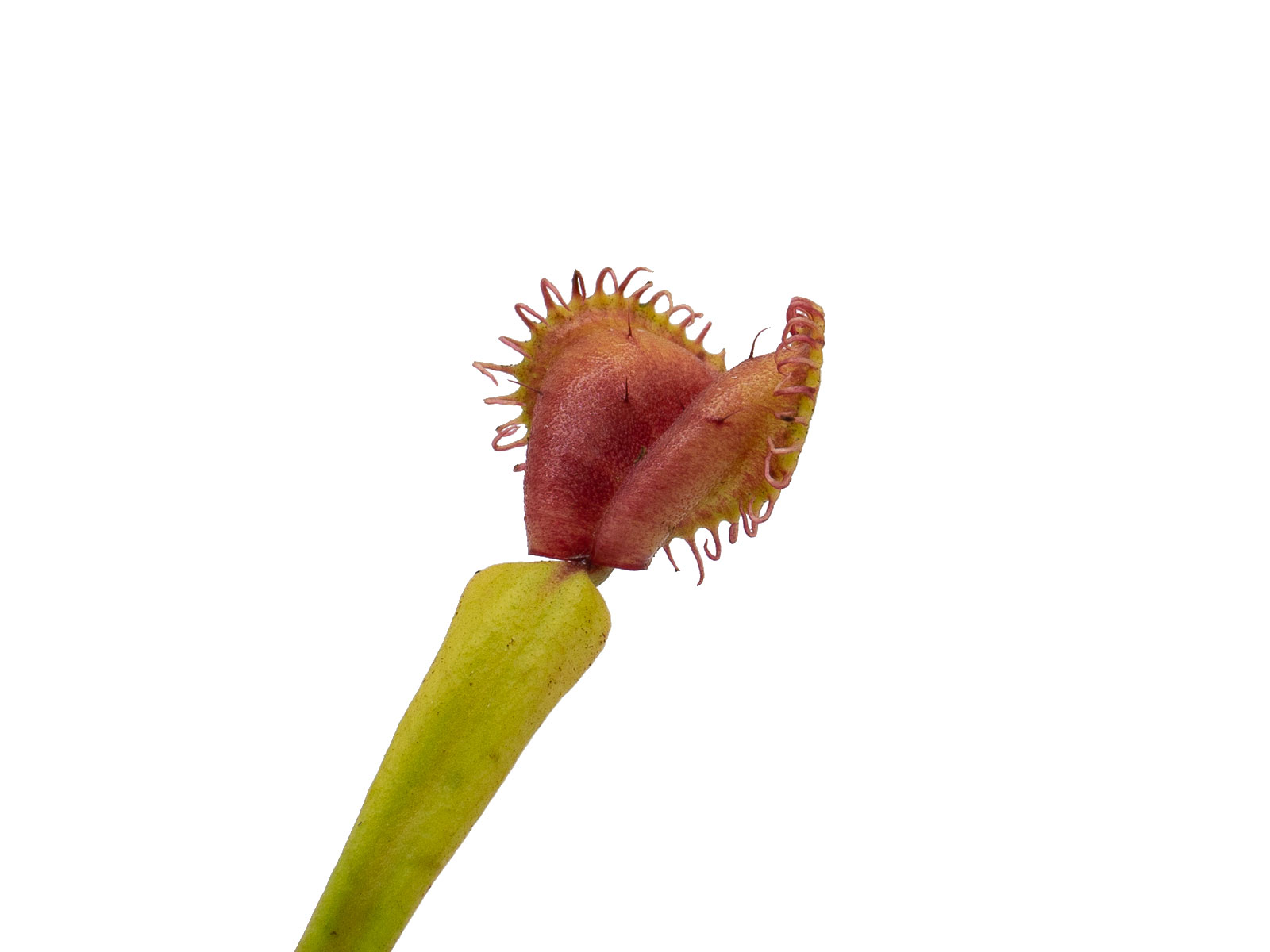 Dionaea muscipula - GJ Umgekrempelt
