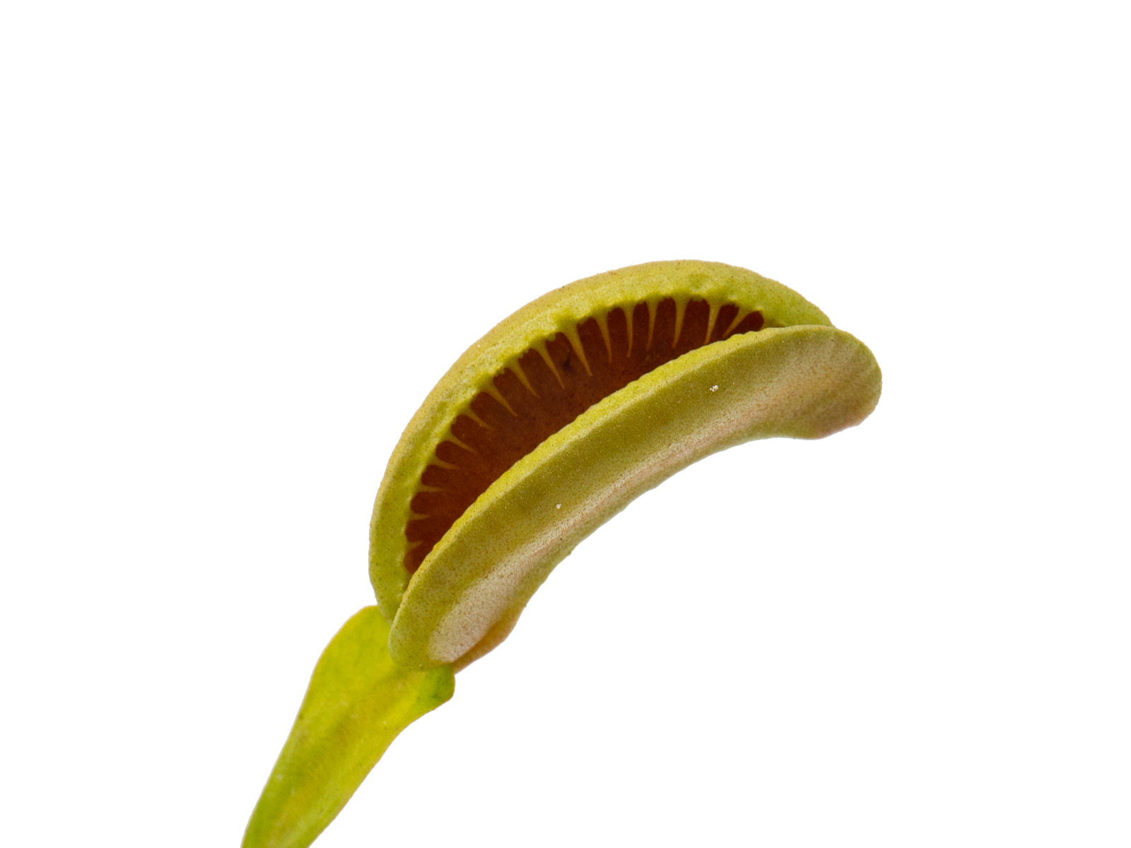 Dionaea muscipula - GJ Maratchi