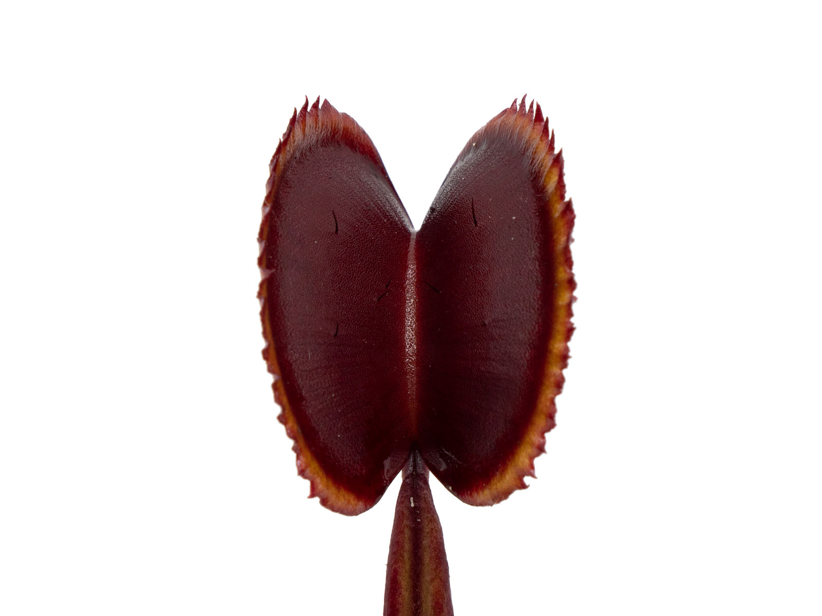 Dionaea muscipula - Red Piranha