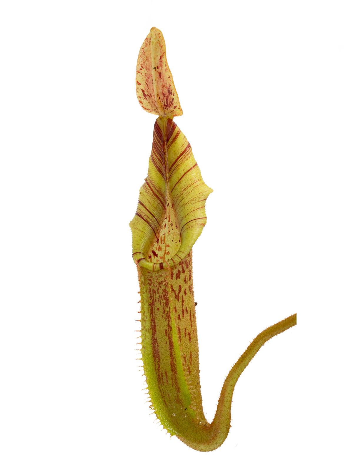 Auktion 057 - Nepenthes mollis x veitchii