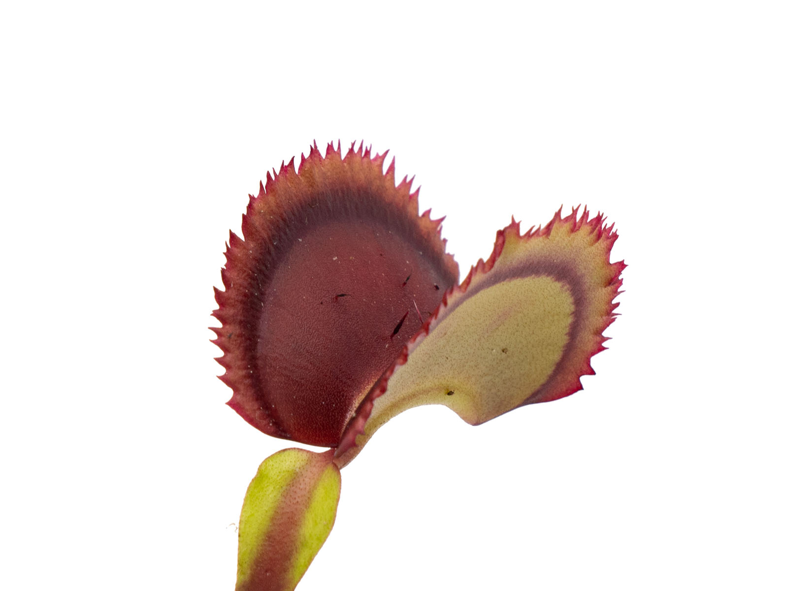Dionaea muscipula - Giant Clam