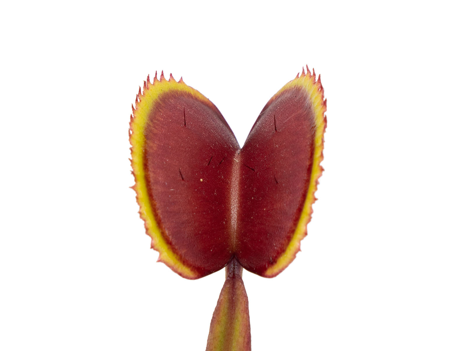 Dionaea muscipula - Gold Strike