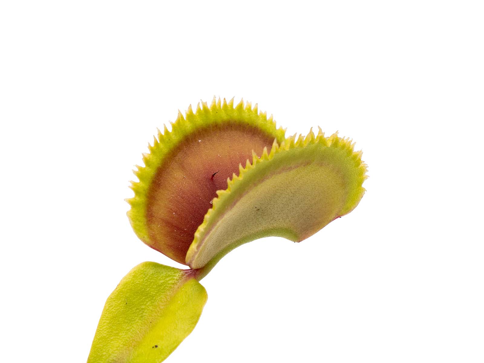 Dionaea muscipula - Kurze Zähne