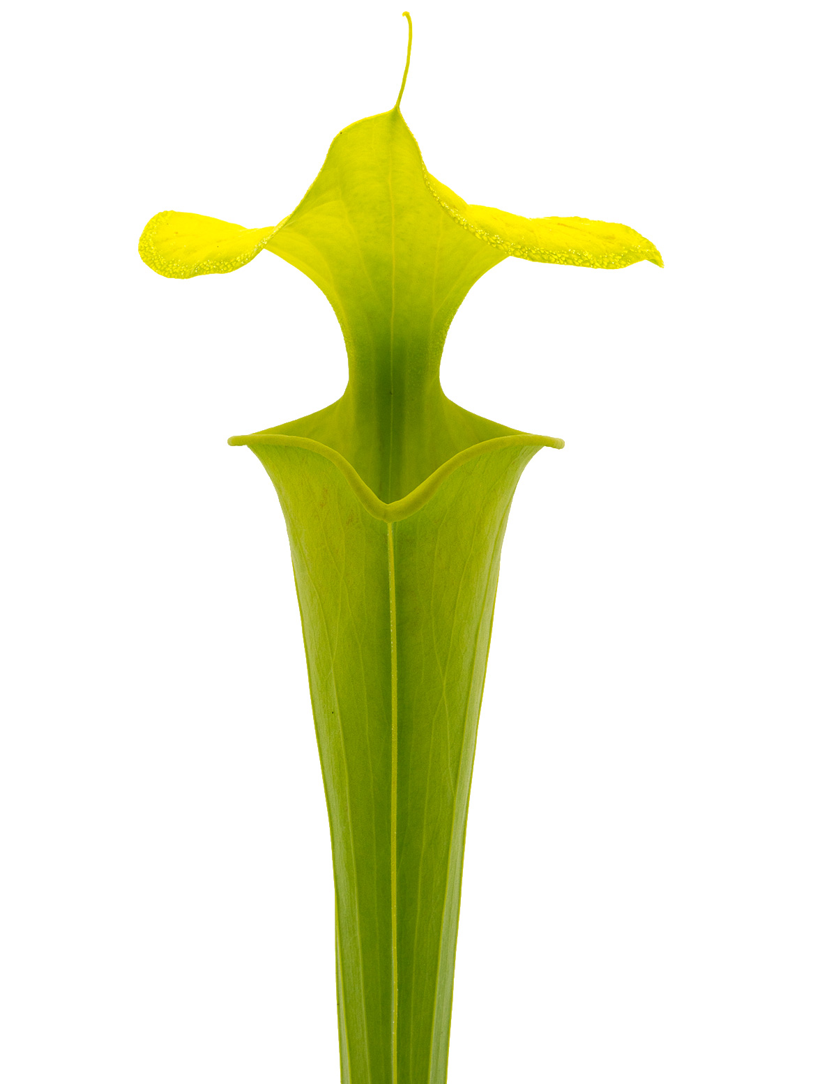 Sarracenia flava var. maxima - MK F91, large green form, North Carolina