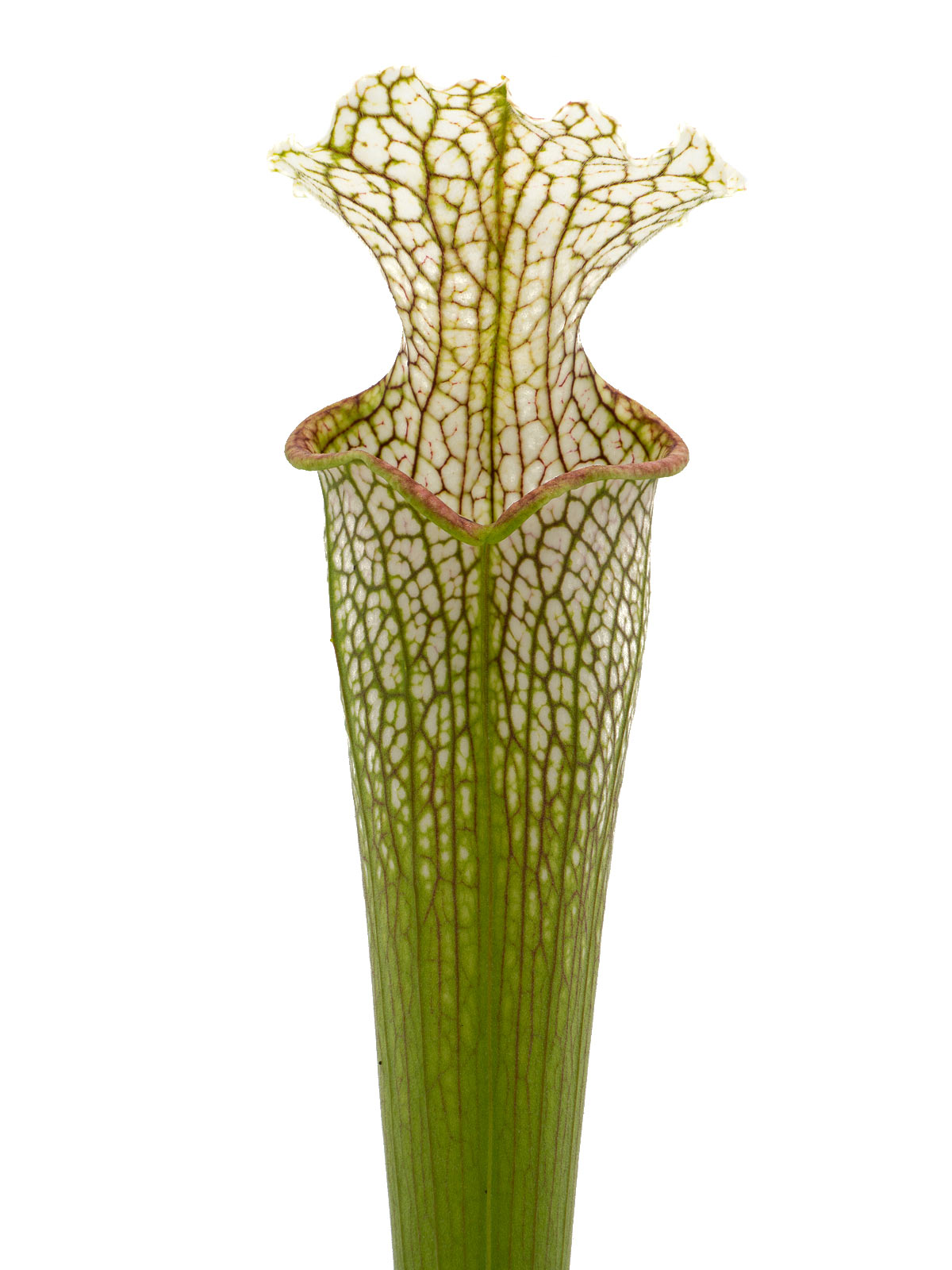 Sarracenia leucophylla - MK L101, stocky autumn pitchers