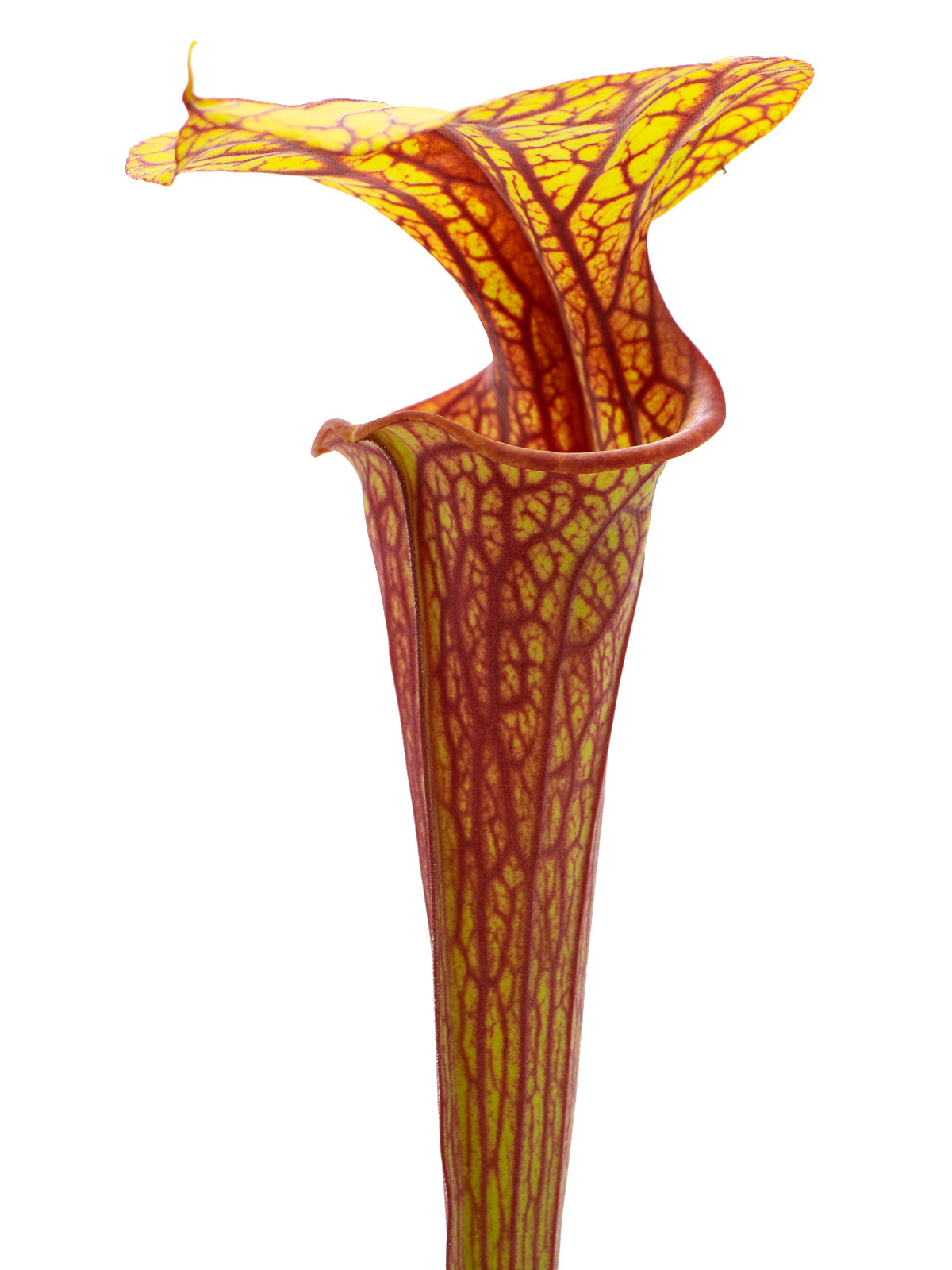 Sarracenia flava var. ornata `horyna´ x oreophila `velka´ - Clone C, Mirek Srba