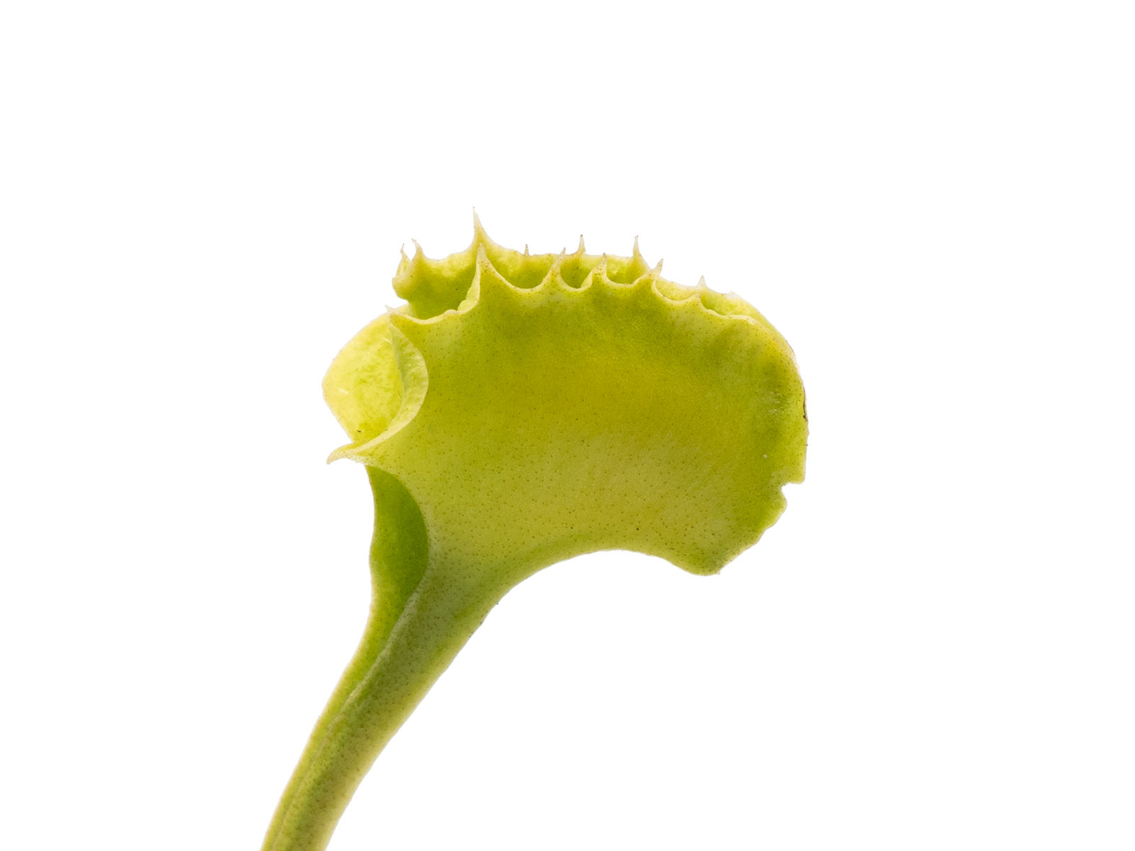 Dionaea muscipula - GJ Butterfly