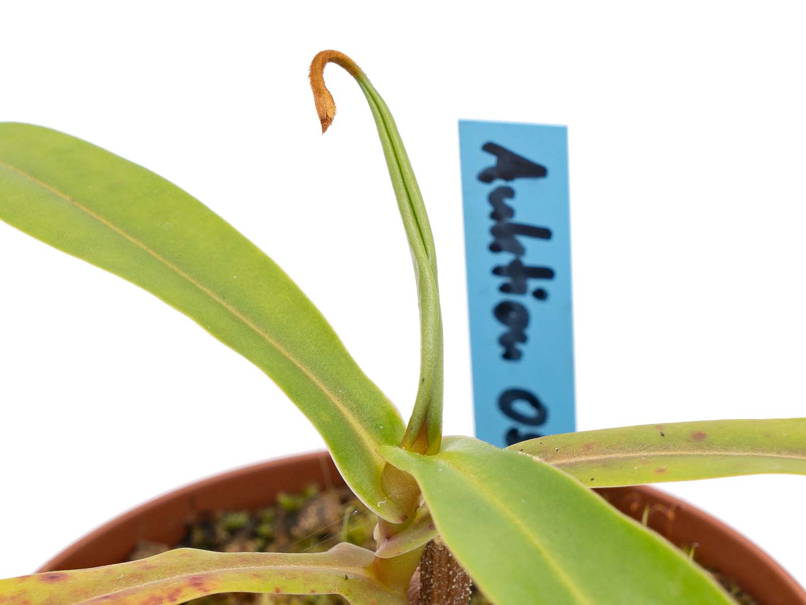 Auktion 059 - Nepenthes ventricosa x spectabilis