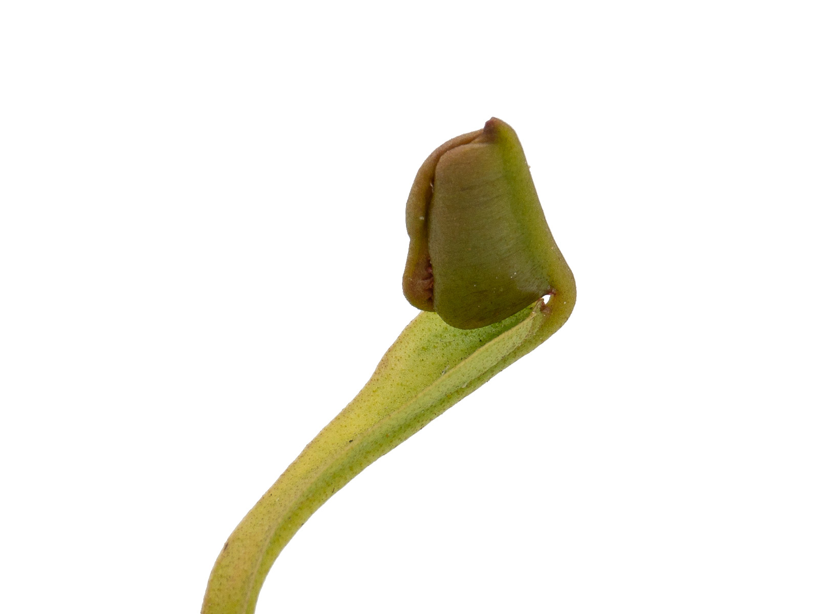 Dionaea muscipula - GJ Diri-Piri