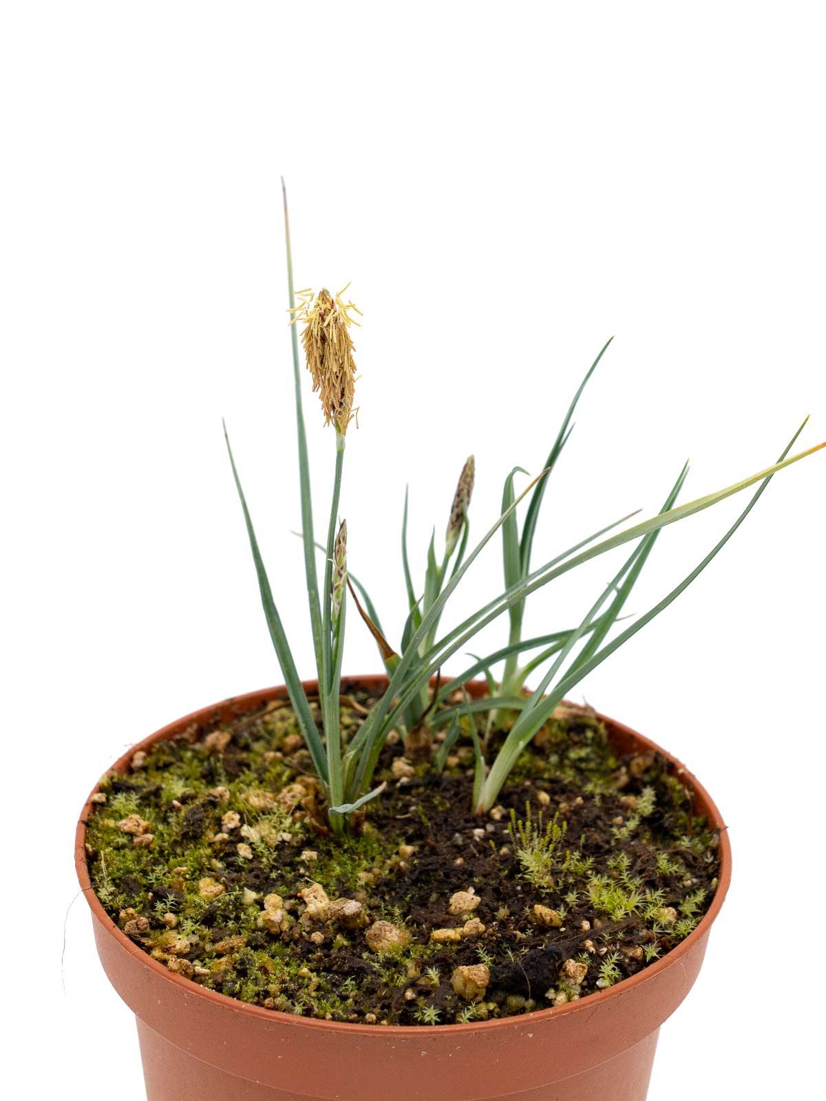 Carex panicea (Hirse Segge)