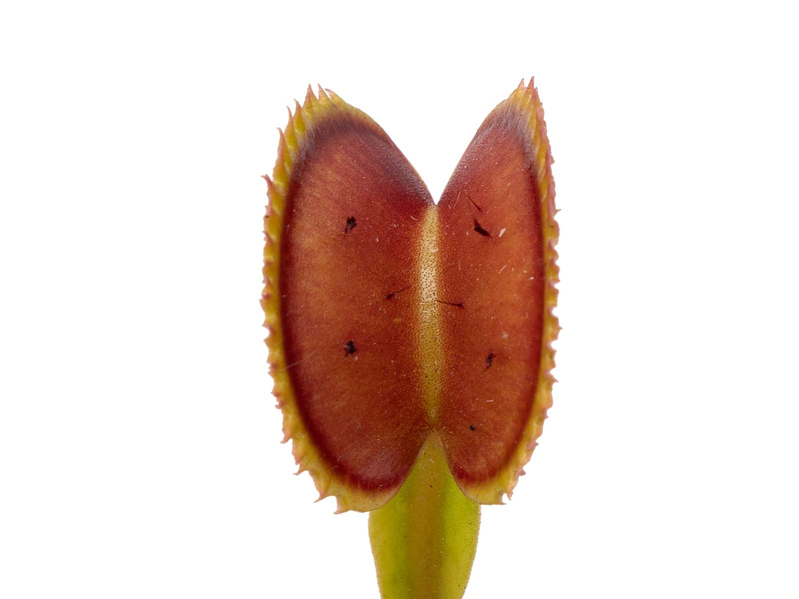 Dionaea muscipula - UK II
