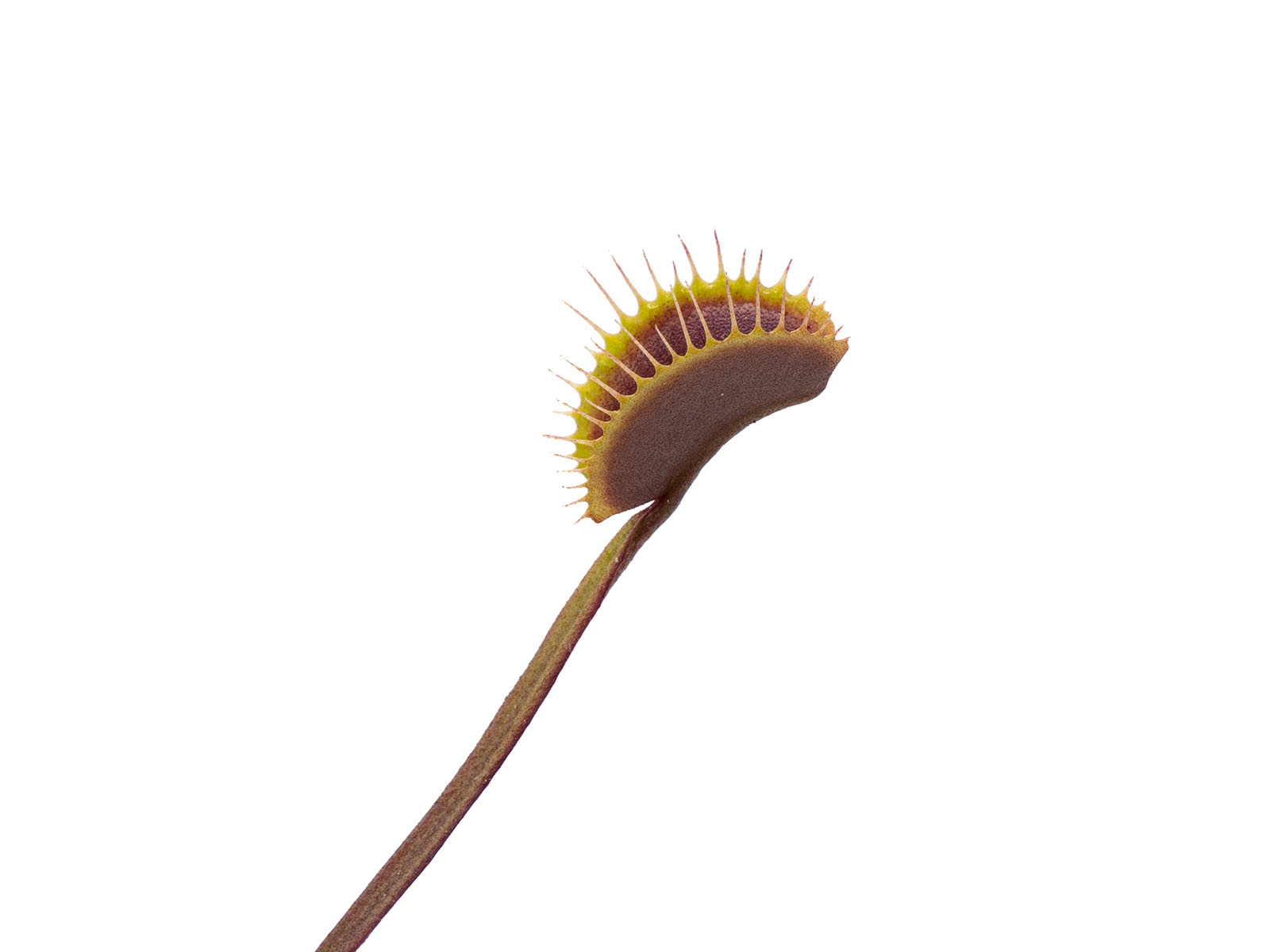 Dionaea muscipula - Petite Dragon
