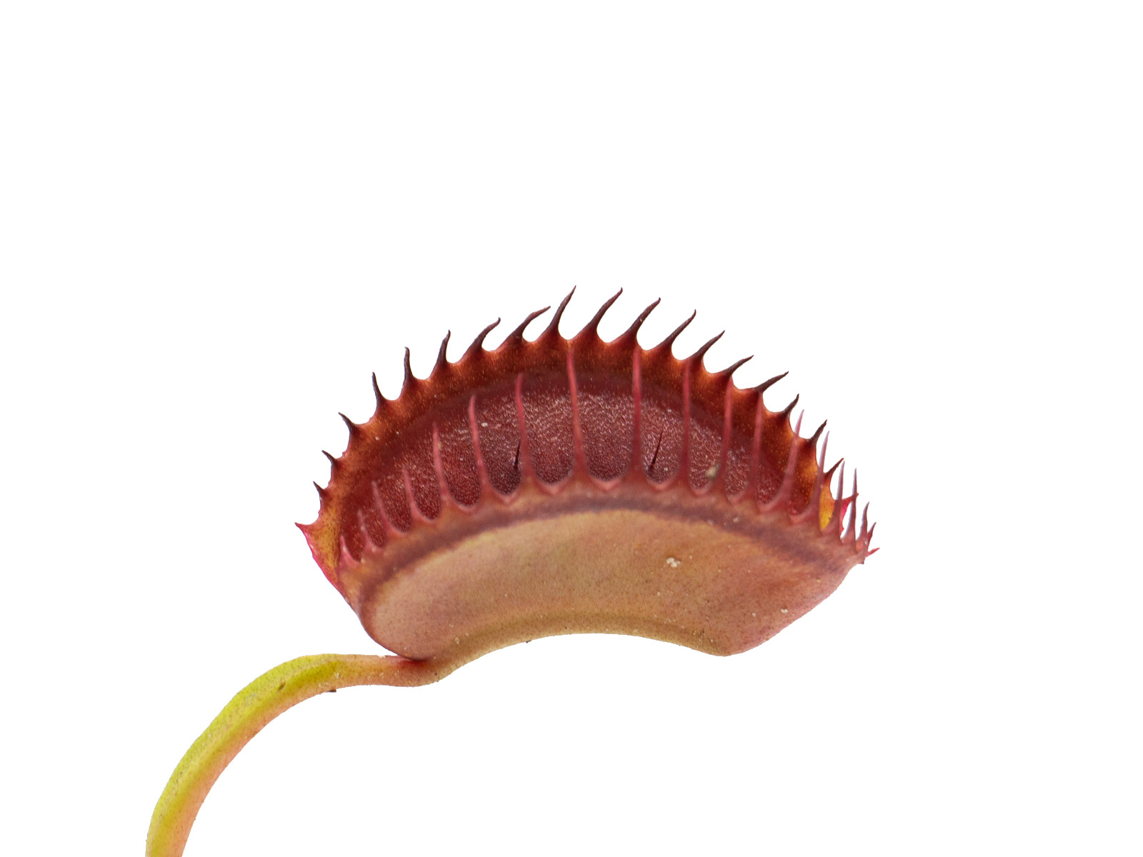 Dionaea muscipula - GJ Dr. Mabusa
